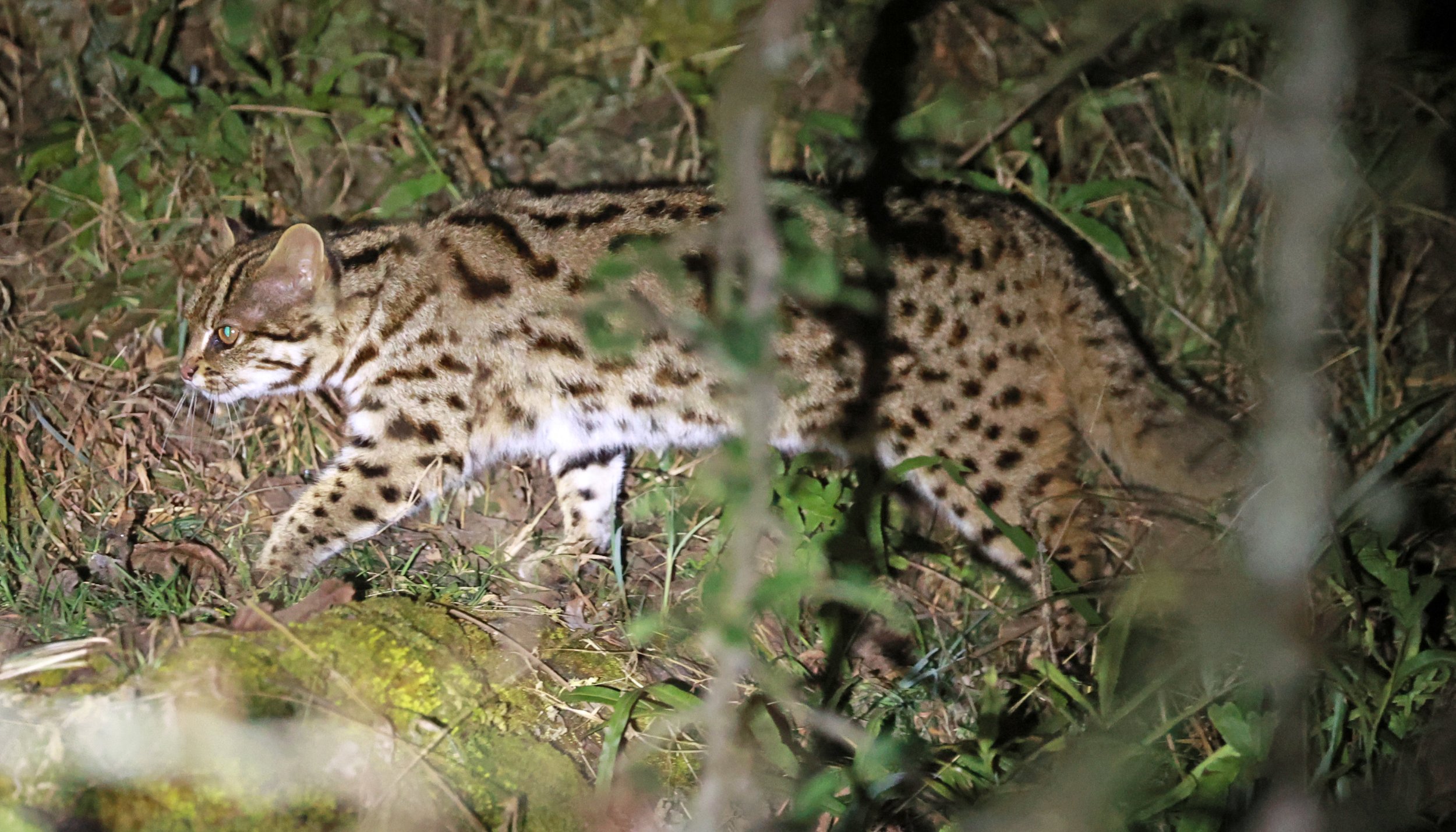 Mainland Leopard Cat (Prionailurus bengalensis) Tangjiahe National Nature Reserve, Sichuan China (30).jpg