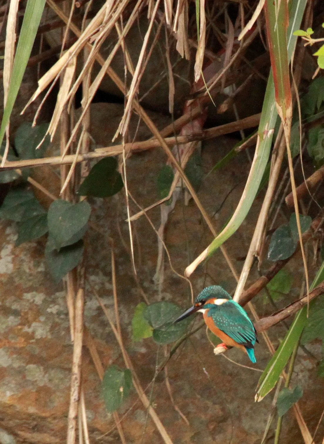 Alcedo atthis bengalensis - COMMON KINGFISHER - FUJIAN CHINA TOLOU REGION (16).JPG