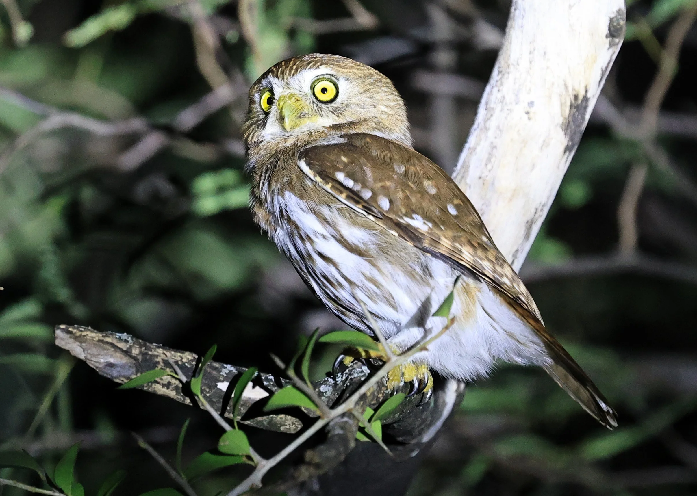 Ferruginous Pygmy-Owl (Glaucidium brasilianum) Reserva Nueland  Selva Serena (44).jpg