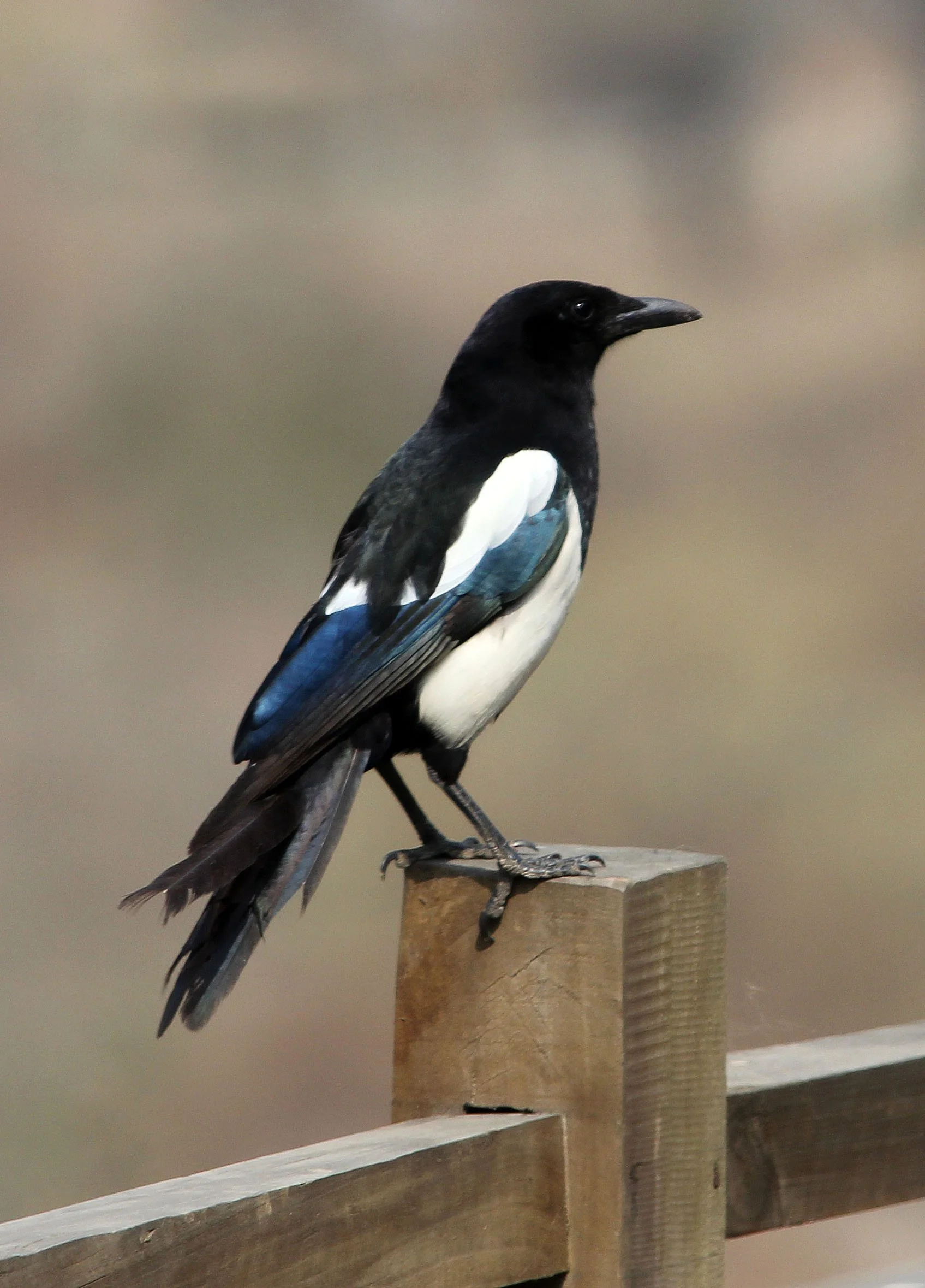 BIRD - MAGPIE - BLACK-BILLED MAGPIE - DONGHEKOU EARTHQUAKE VILLAGE AND MEMORIAL - SICHUAN CHINA  (4).JPG