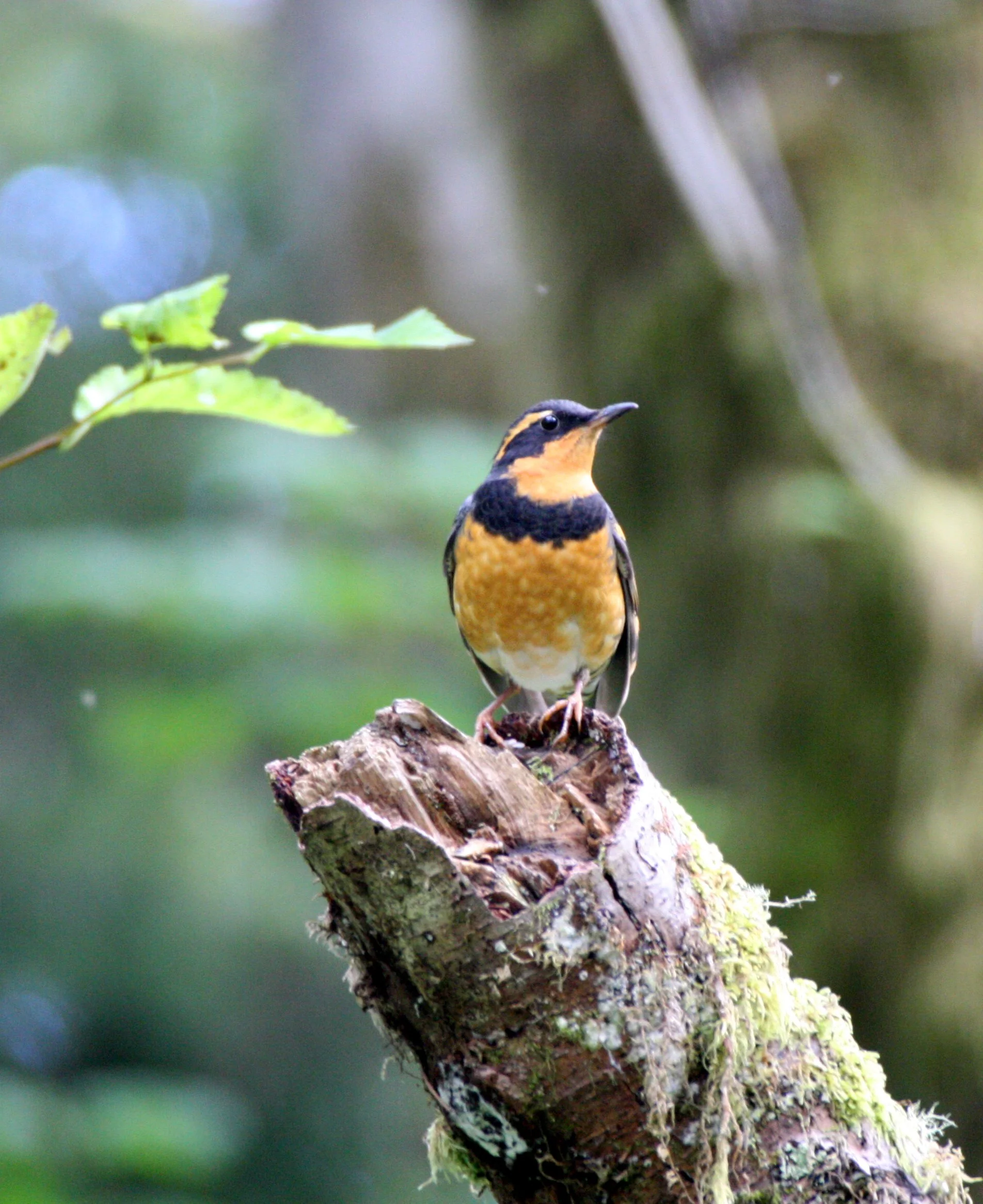 Varied Thrush (Ixoreus naevius) Pillar Point Strait of Juan de Fuca Washington (3).JPG