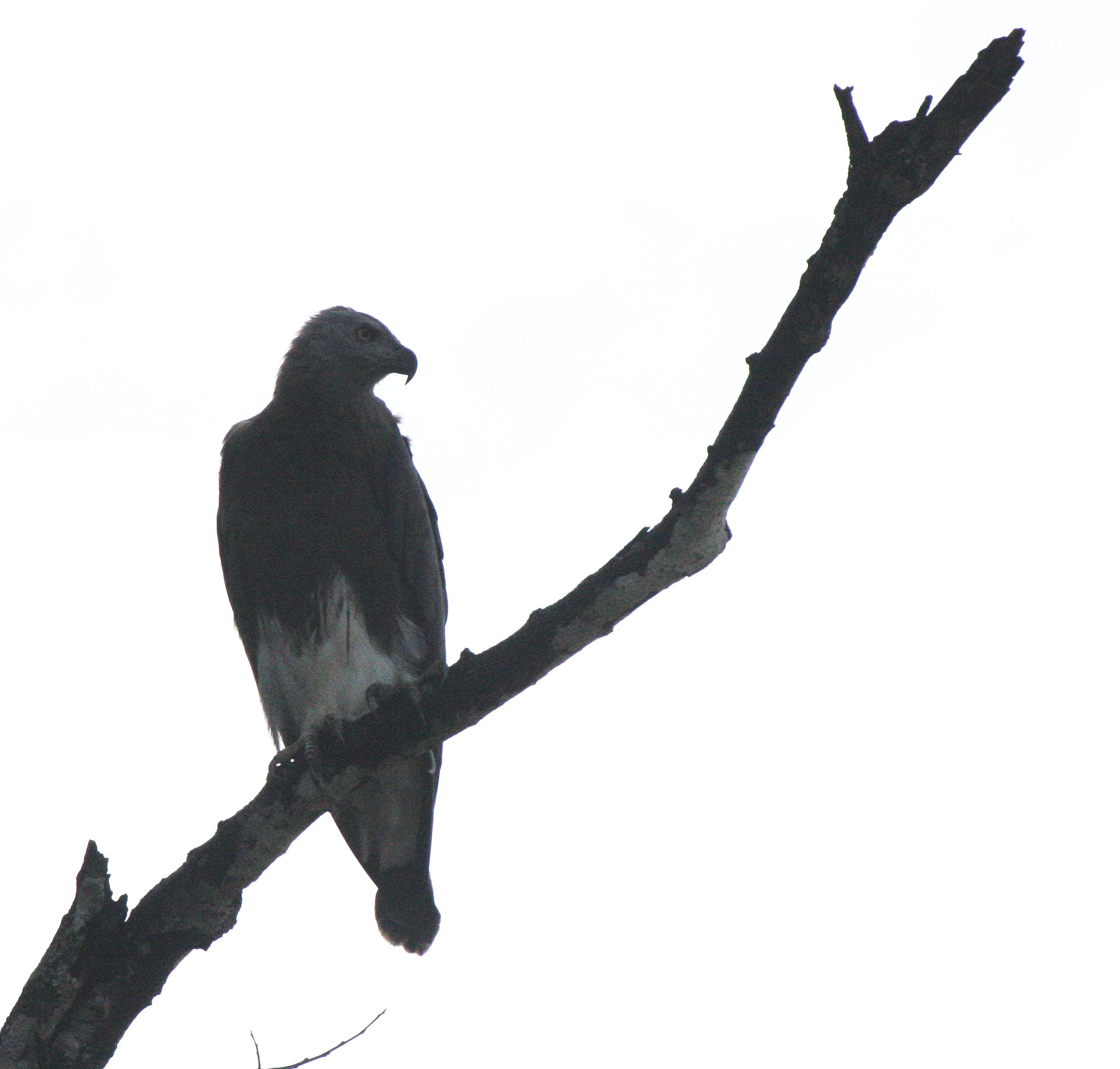Haliaeetus ichthyaetus - GREY-HEADED FISH EAGLE - KINABATANGAN RIVER BORNEO  (22).JPG