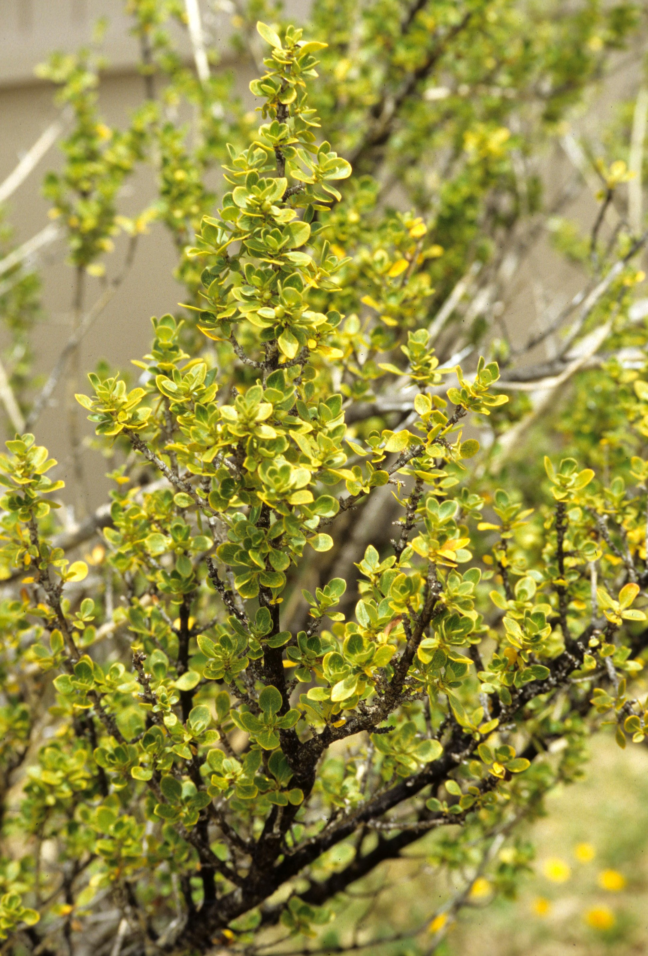 HAWAII - HAWAII - NATIVE PLANTS (3).jpg