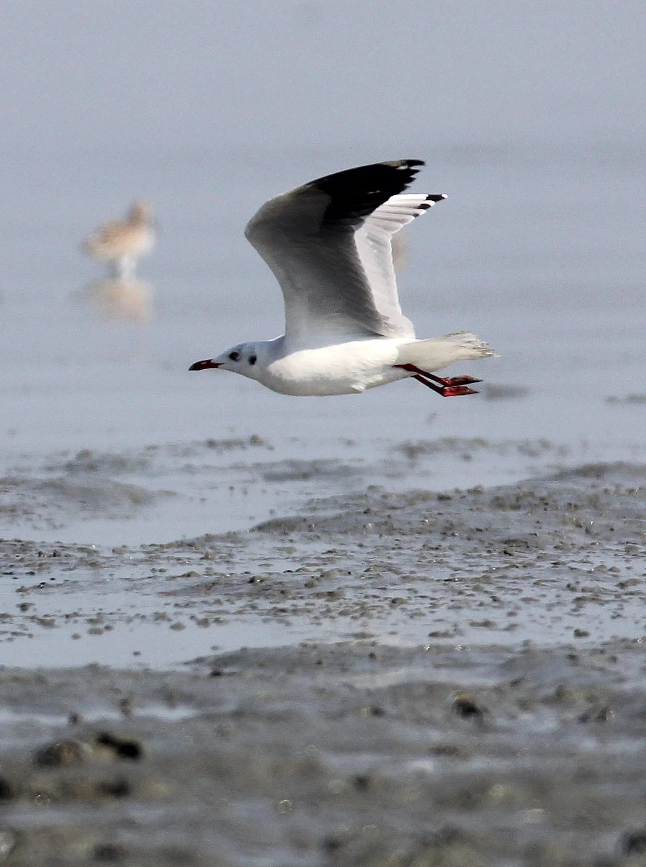 GULL - BROWN HEADED GULL - Larus brunnicephalus - PETCHABURI PROVINCE, PAK THALE, THAILAND (3).JPG