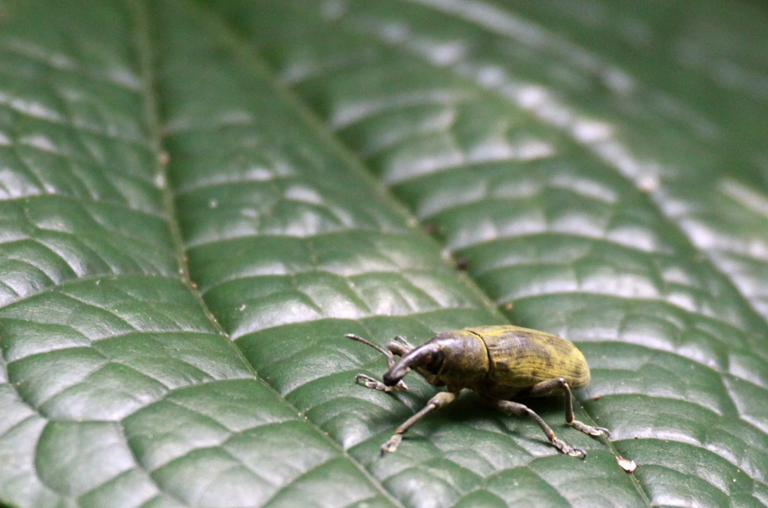 Lixus angustatus - Rwenzori National Park, Uganda (4).JPG
