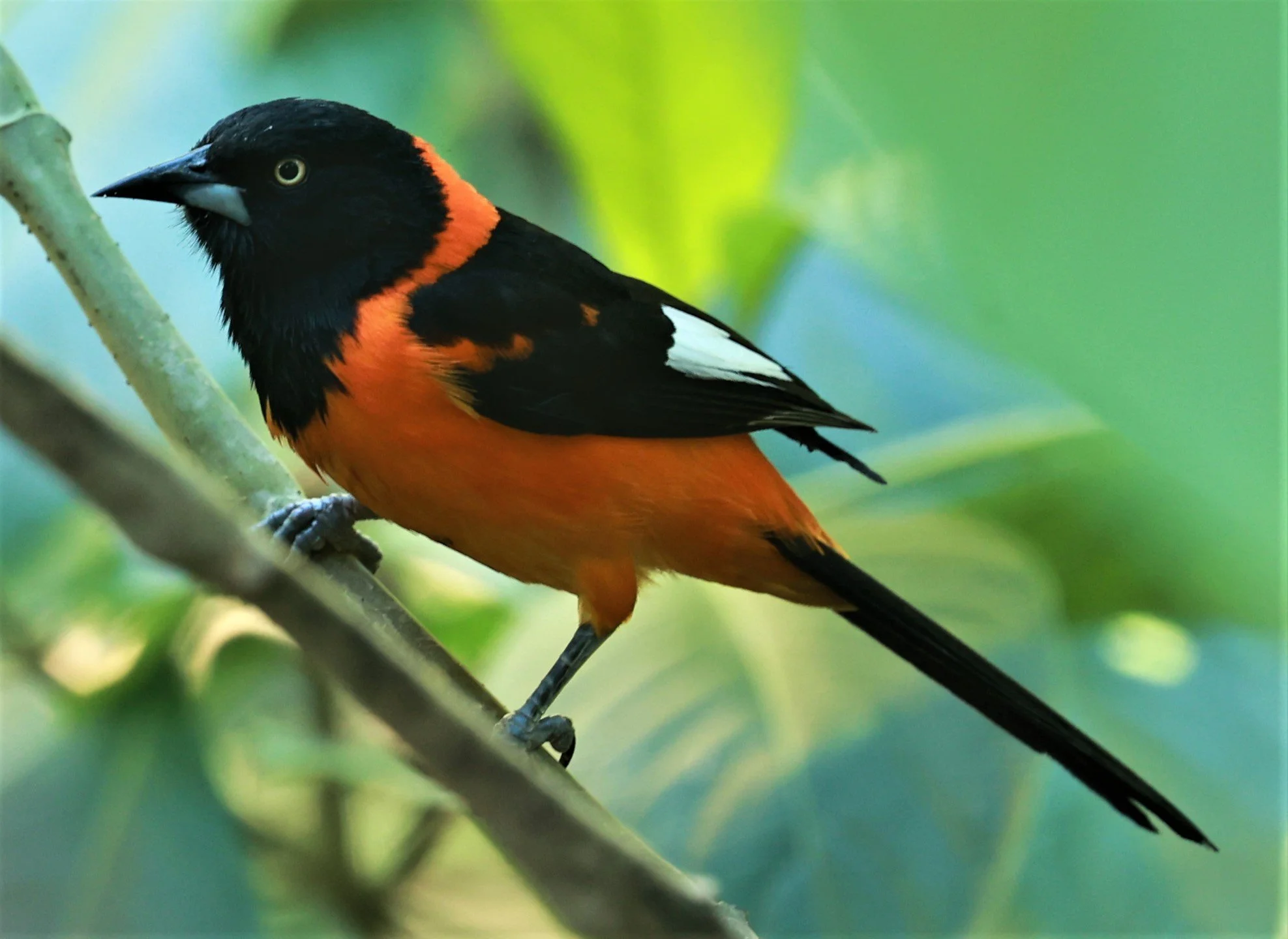 Troupial - Campo Troupial - Icterus jamacaii - Alfonso Claudio, Espirito Santo, Brazil (6).jpg