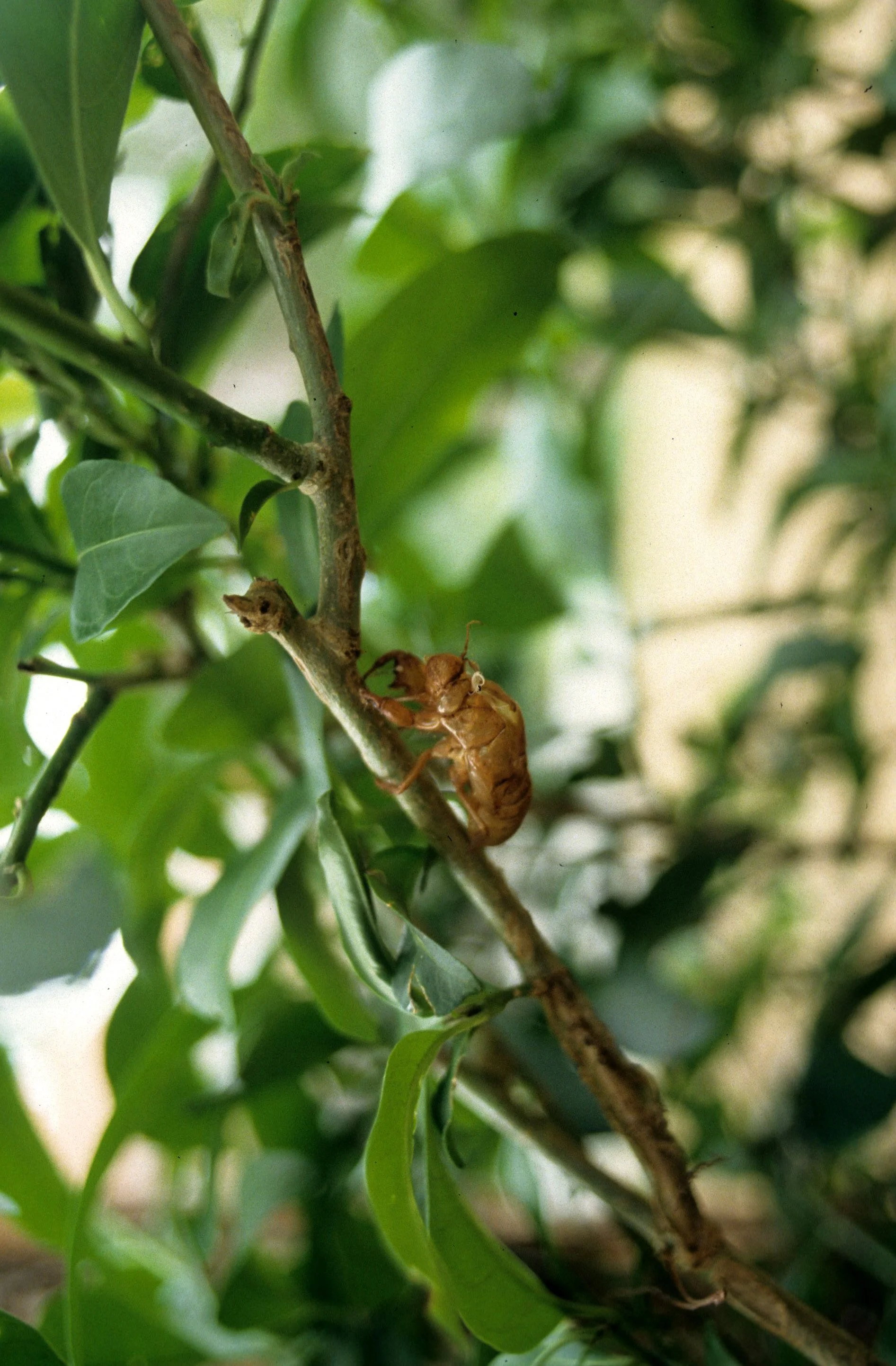 INVERT - HOMOPTERA - CICADA EXUVIUM - VIET NAM - CUC PHUONG NP.jpg