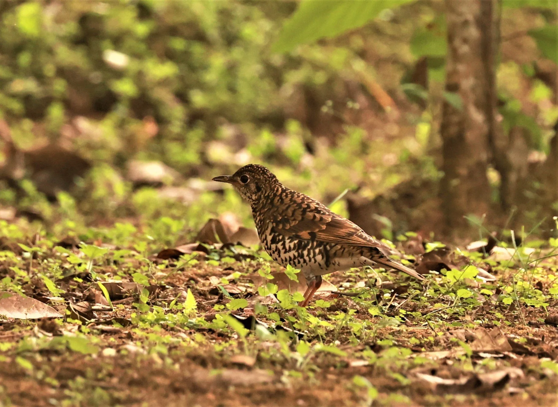 Scaly Thrush (Zoothera dauma) Doi Ang Kang Chiang Mai (62).jpg