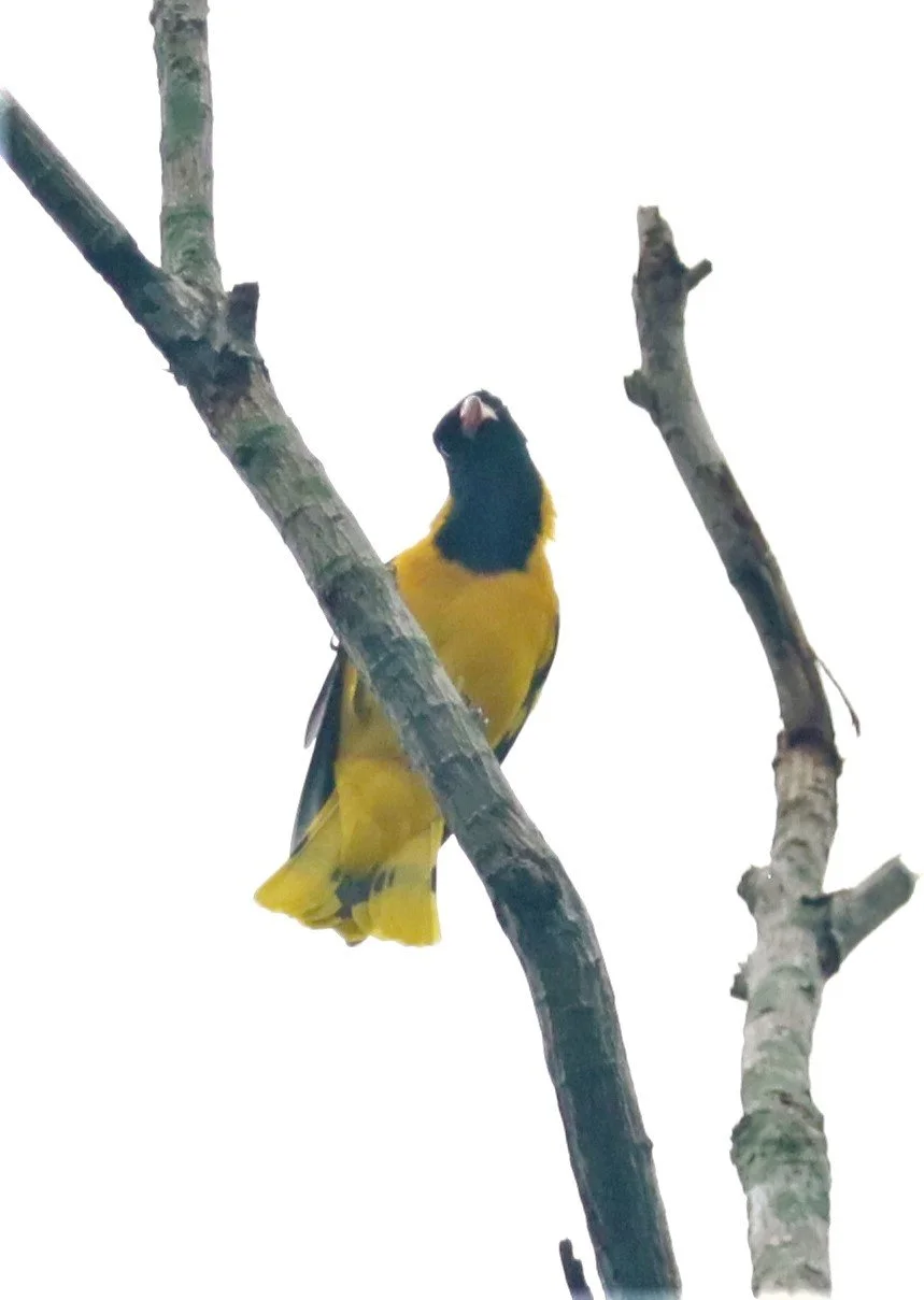 Black-hooded Oriole (Oriolus xanthornus) Baan Maka Nature Resort Petchaburi Thailand (2).jpg