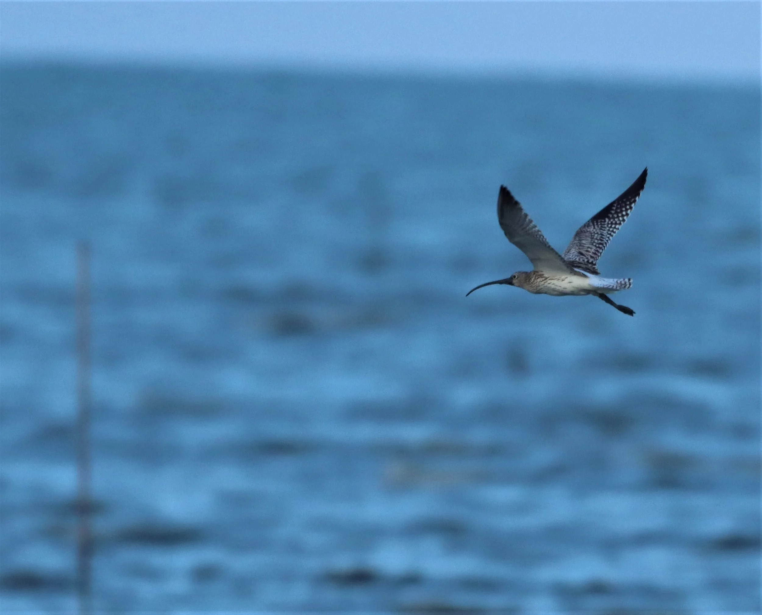 CURLEW - EURASIAN CURLEW - Numenius arquata - PAK THALE PETBURI (2).jpg
