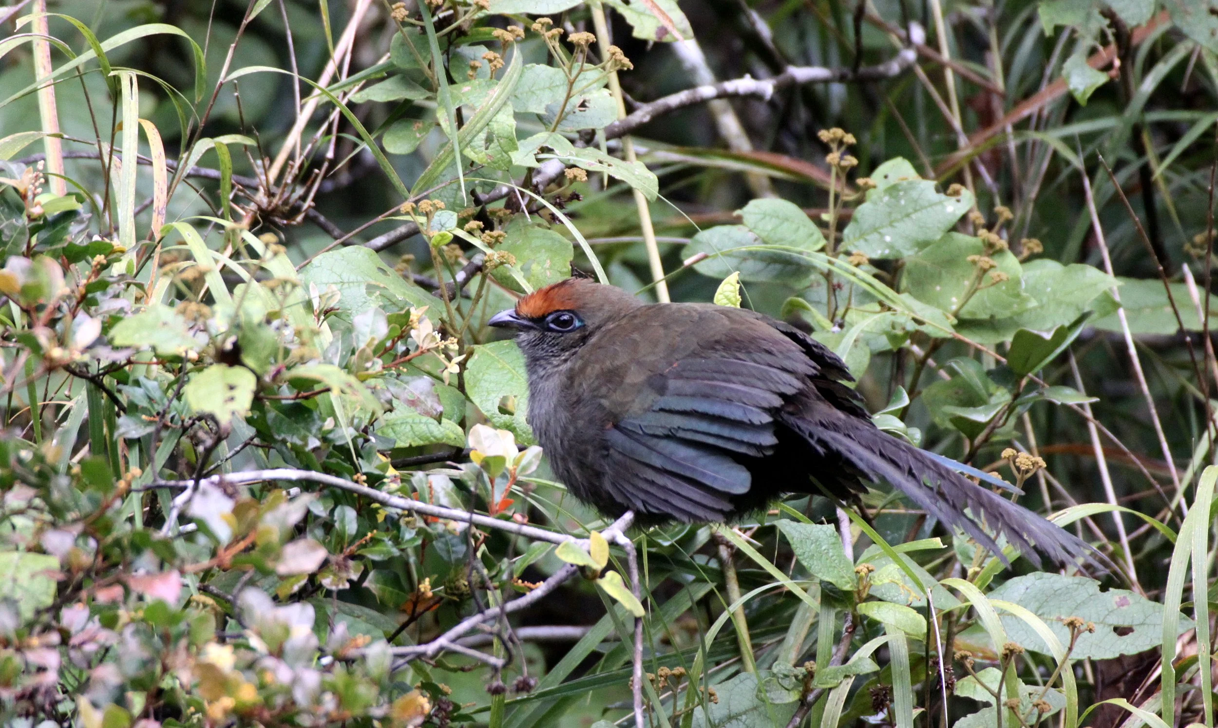 Red-fronted Coua (Coua reynaudii) Ranomafana NP Madagascar (8).JPG