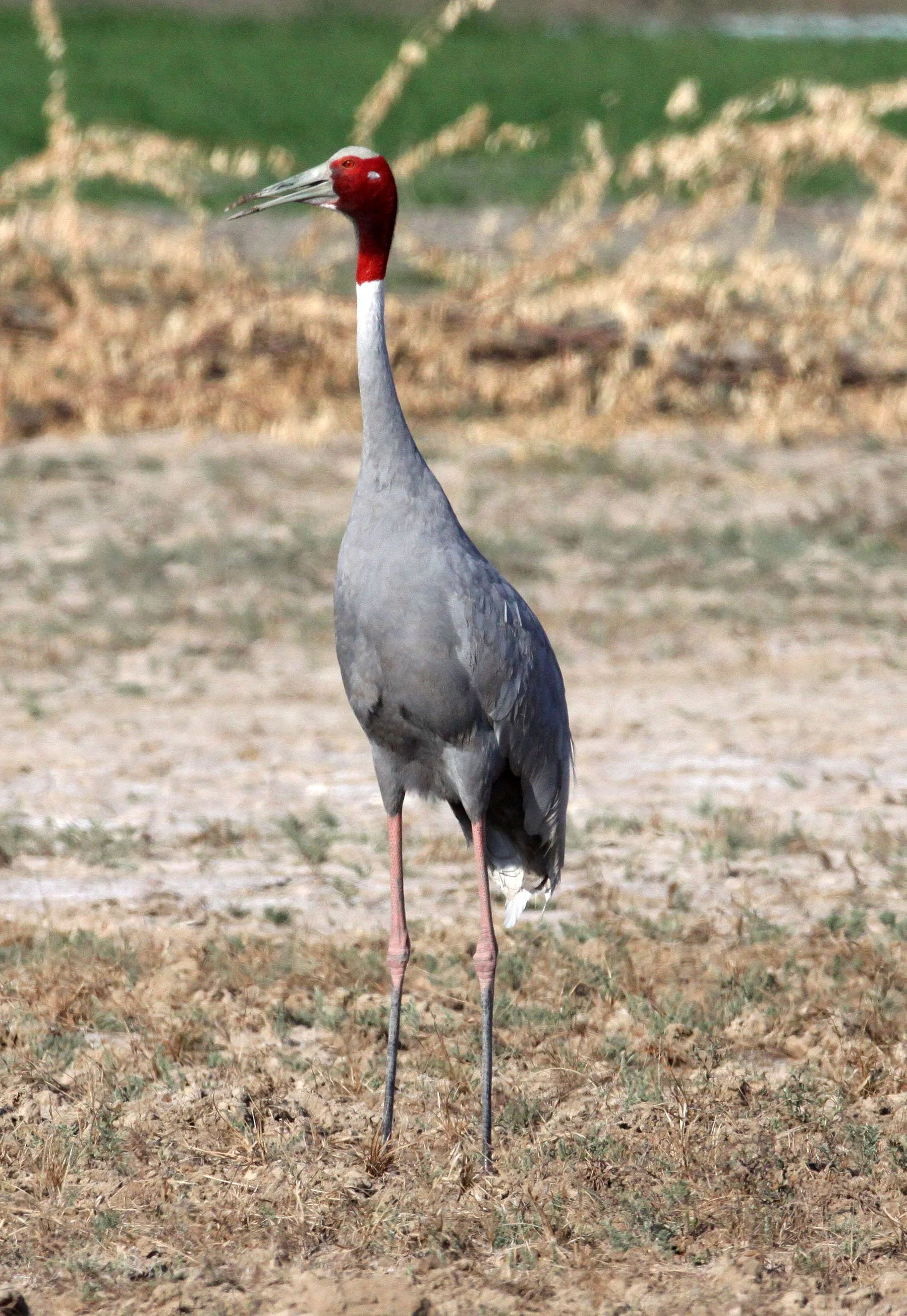 Antigone antigone - SARUS CRANE - LITTLE RANN OF KUTCH INDIA (5).JPG