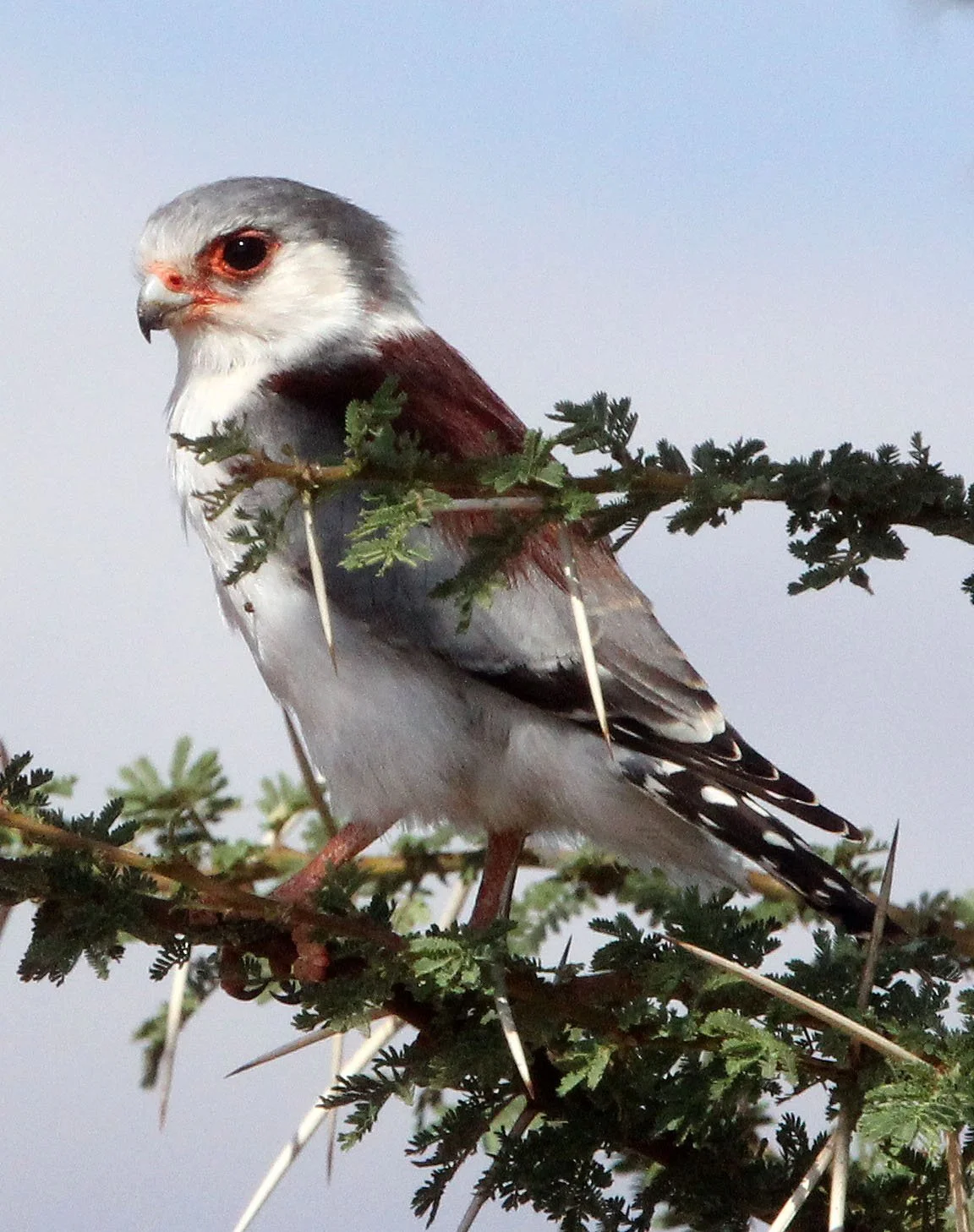 Polihierax semitorquatus - AFRICAN PYGMY FALCON - SAMBURU NATIONAL PARK KENYA (2).JPG