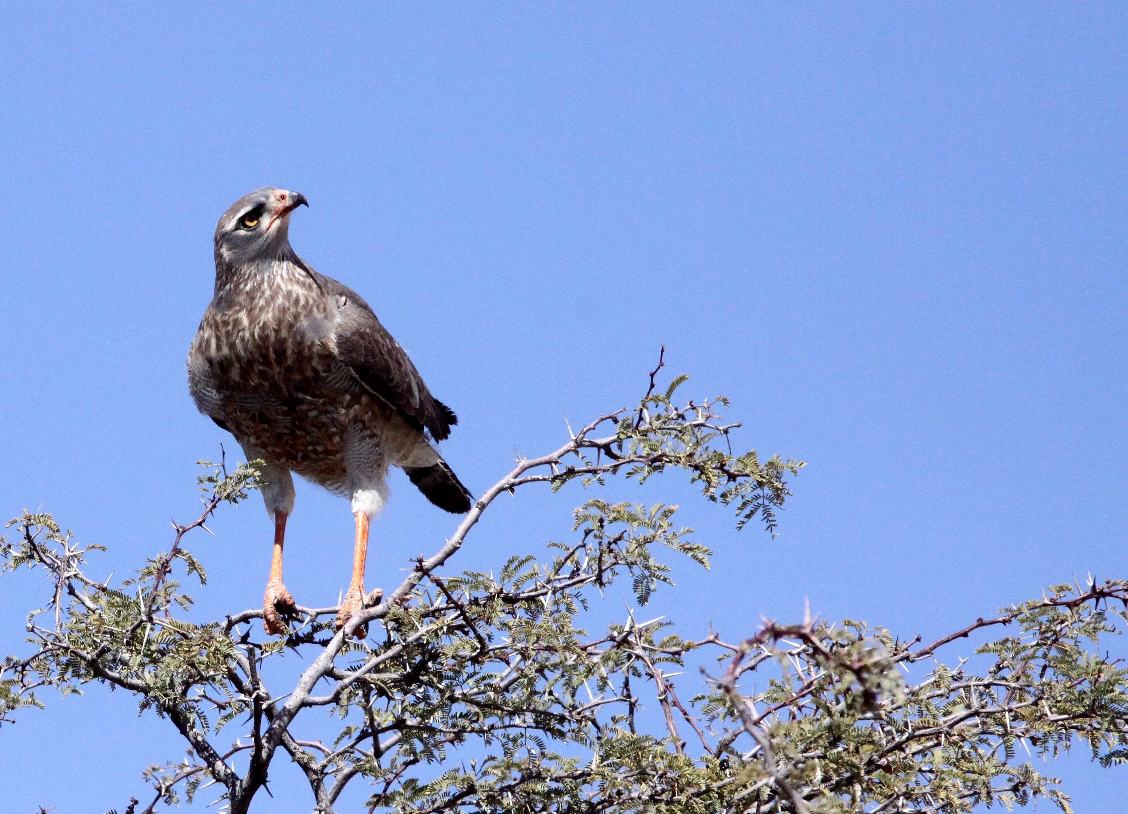 BIRD - GOSHAWK - LITTLE BANDED GOSHAWK OR SHIKRA - ACCIPITER BADIUS - TRANSITIONAL ADULT - KGALAGADI NATIONAL PARK SOUTH AFRICA (4).JPG