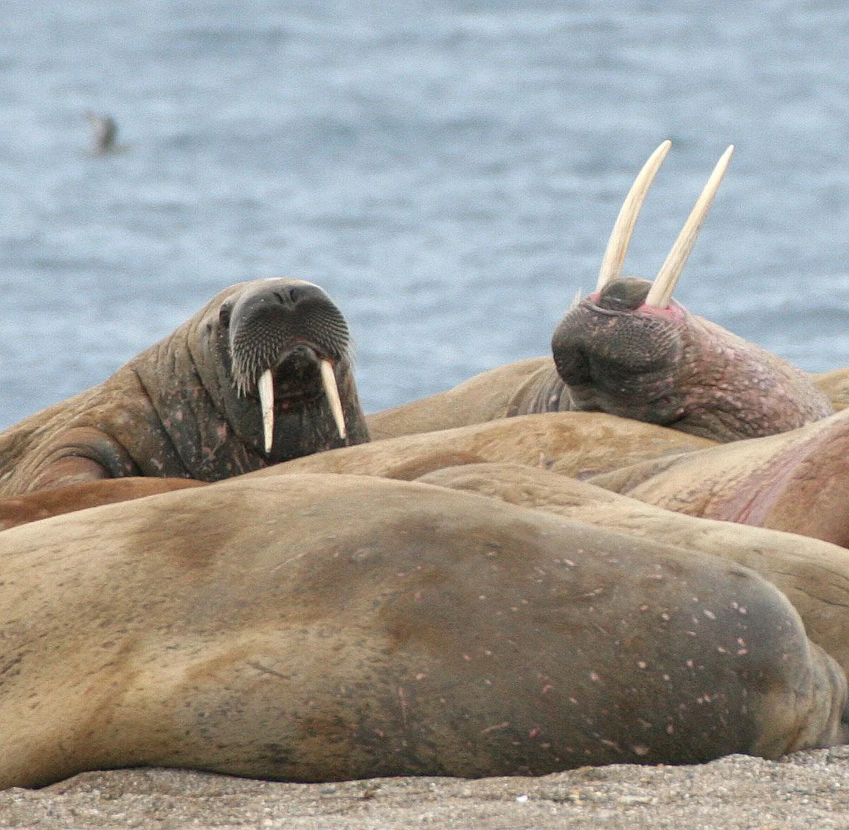 PINNIPED - WALRUS - ATLANTIC WALRUS - SVALBARD (146).jpg