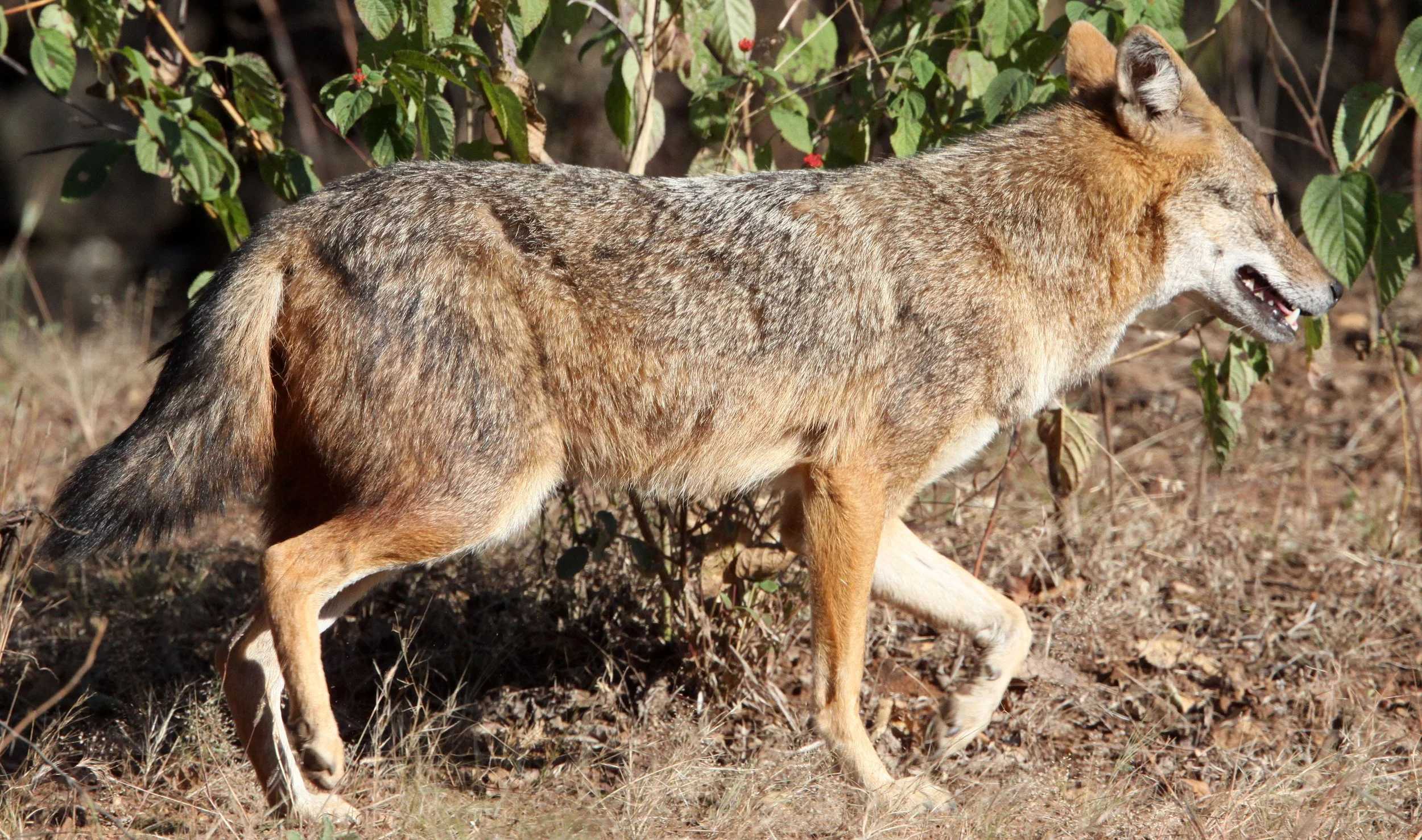JACKAL - Canis aureus aureus - PERSIAN (GOLDEN) JACKAL - GIR FOREST GUJARAT INDIA (12).JPG