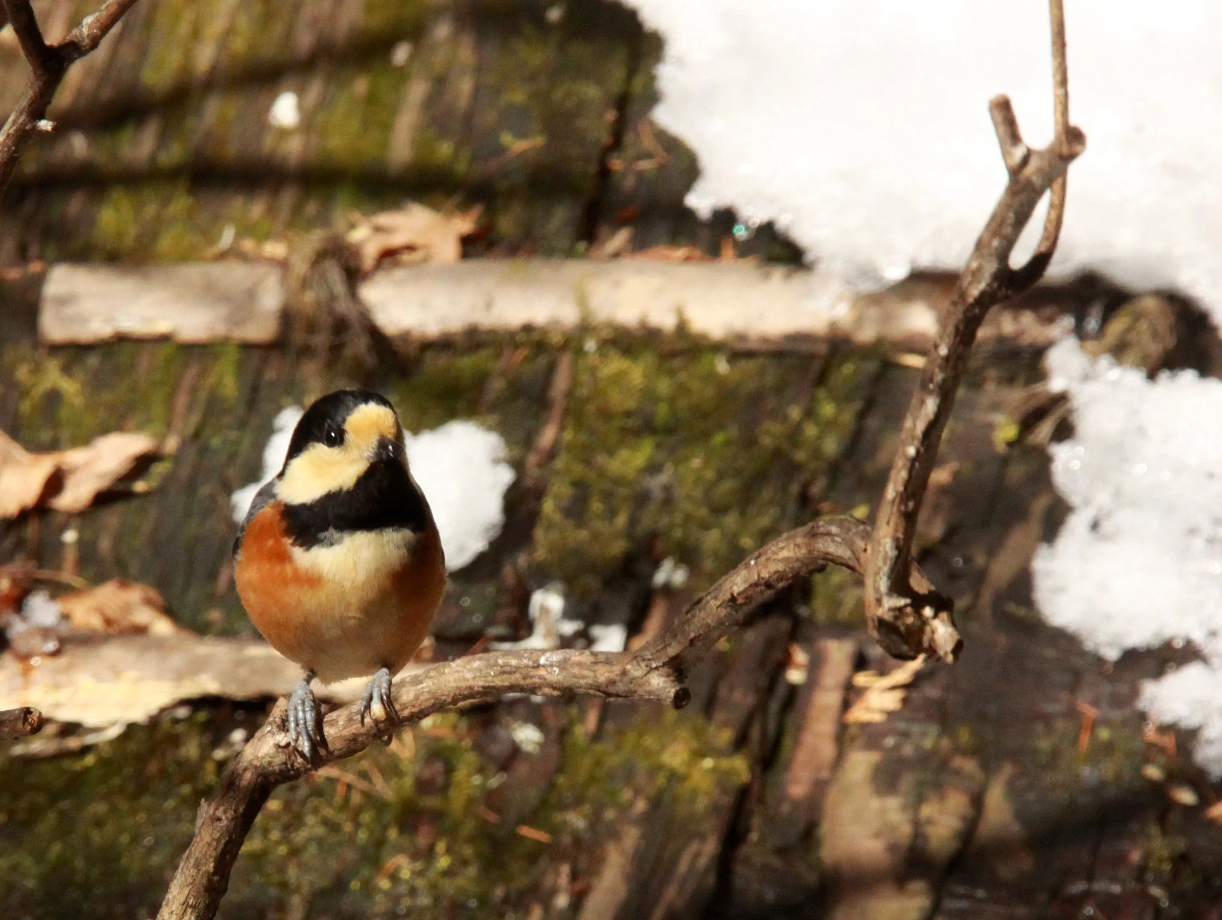 Varied Tit (Sittiparus varia) Shiobutsu Onsen, Karuizawa Japan (15).JPG