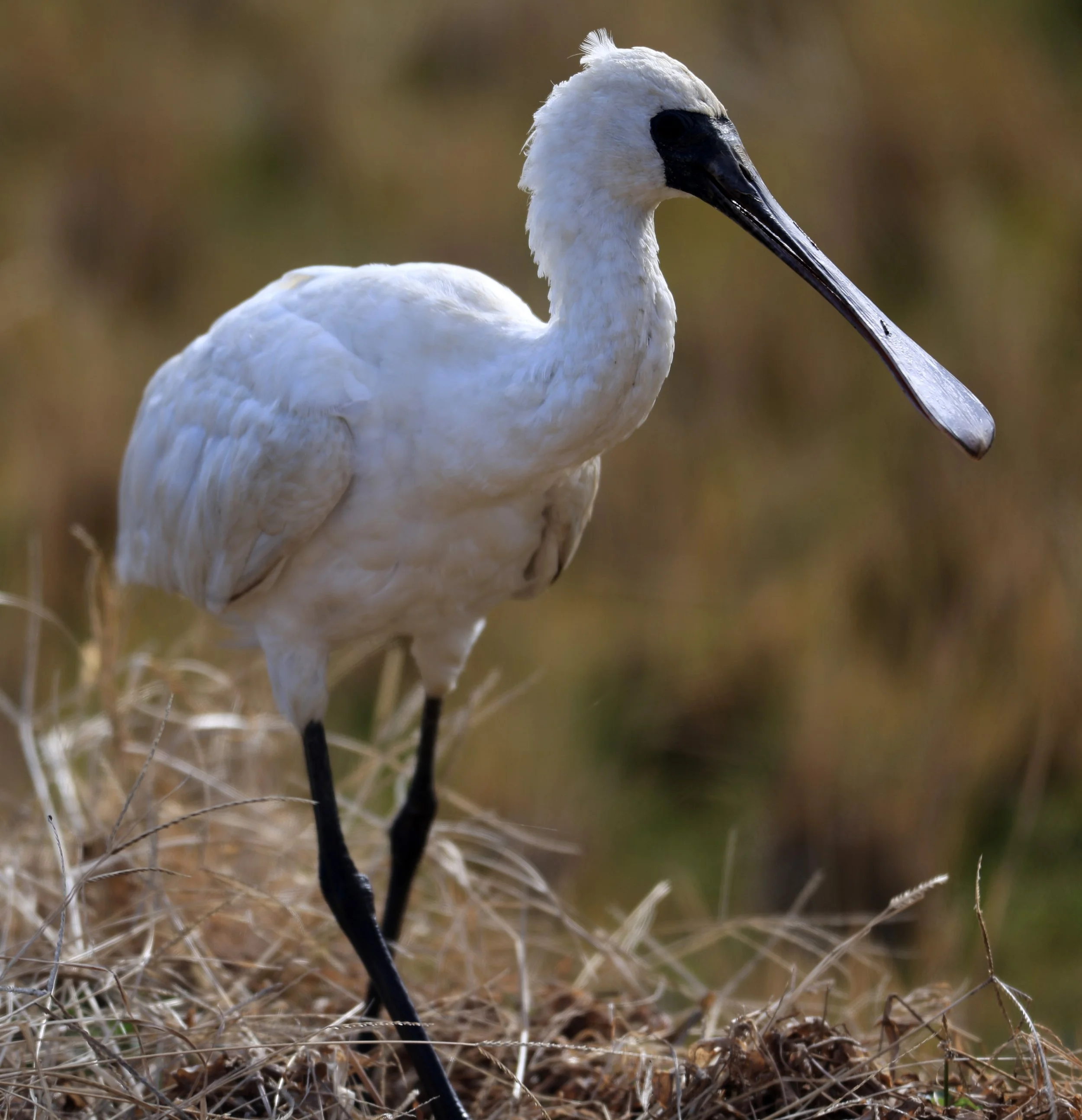 Black-faced Spoonbill (Platalea minor) Izumi Crane Center and Fields Izumi Kagoshima Japan (56).jpg