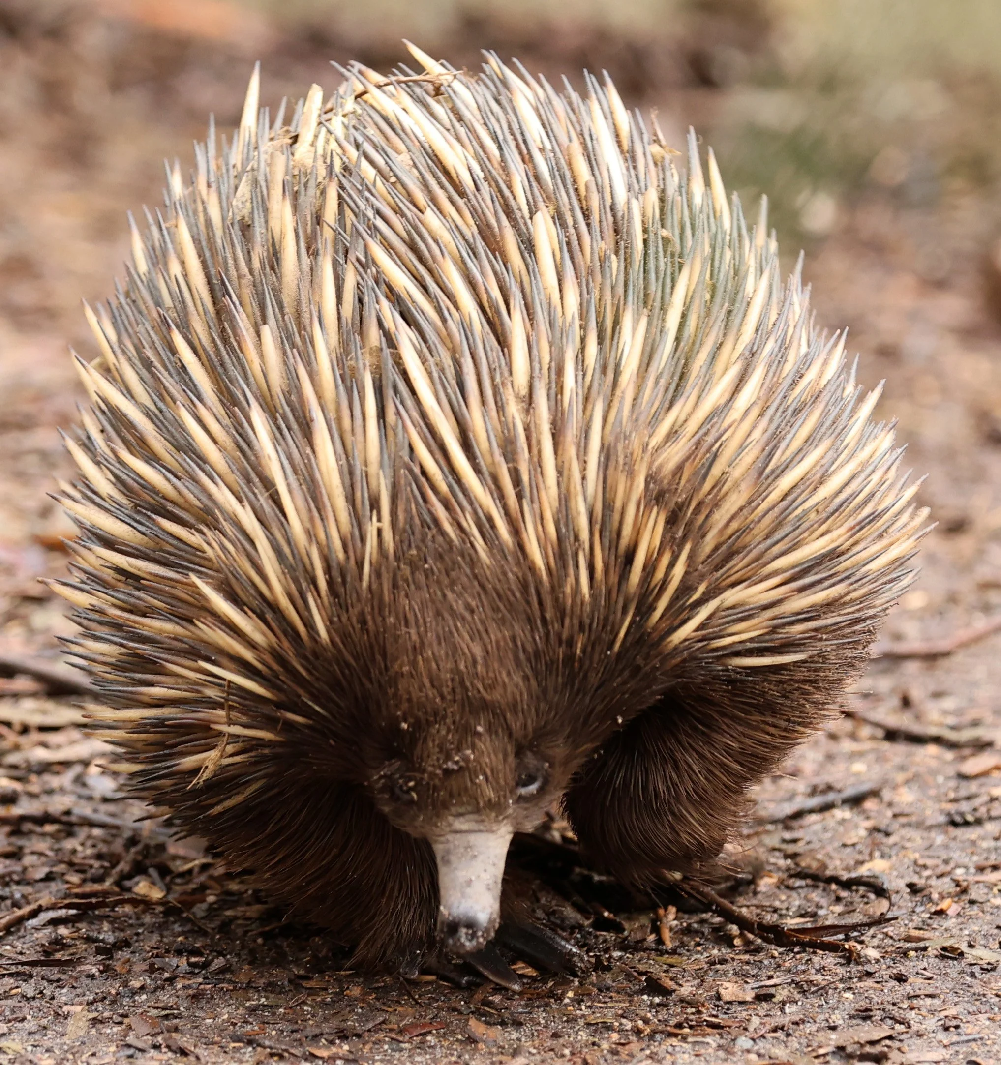 Western Short-beaked Echidna (Tachyglossus aculeatus acanthion) Cleland National Park - South Australia