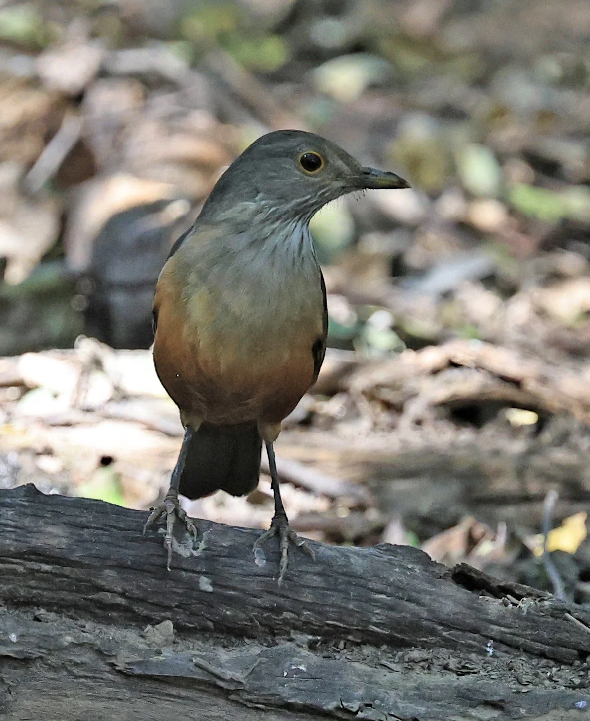 Rufous-bellied Thrush (Turdus rufiventris) Agua Dulce Paraguay (5).jpg