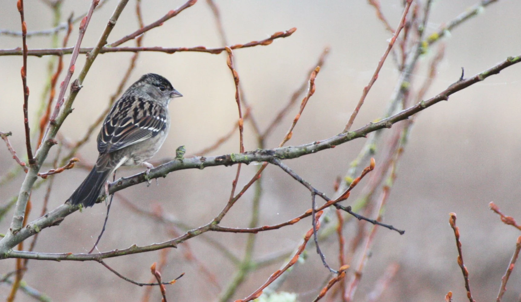 White-crowned Sparrow (Zonotrichia leucophrys) Sequim Dungeness Wetlands Olympic Peninsula (2).JPG