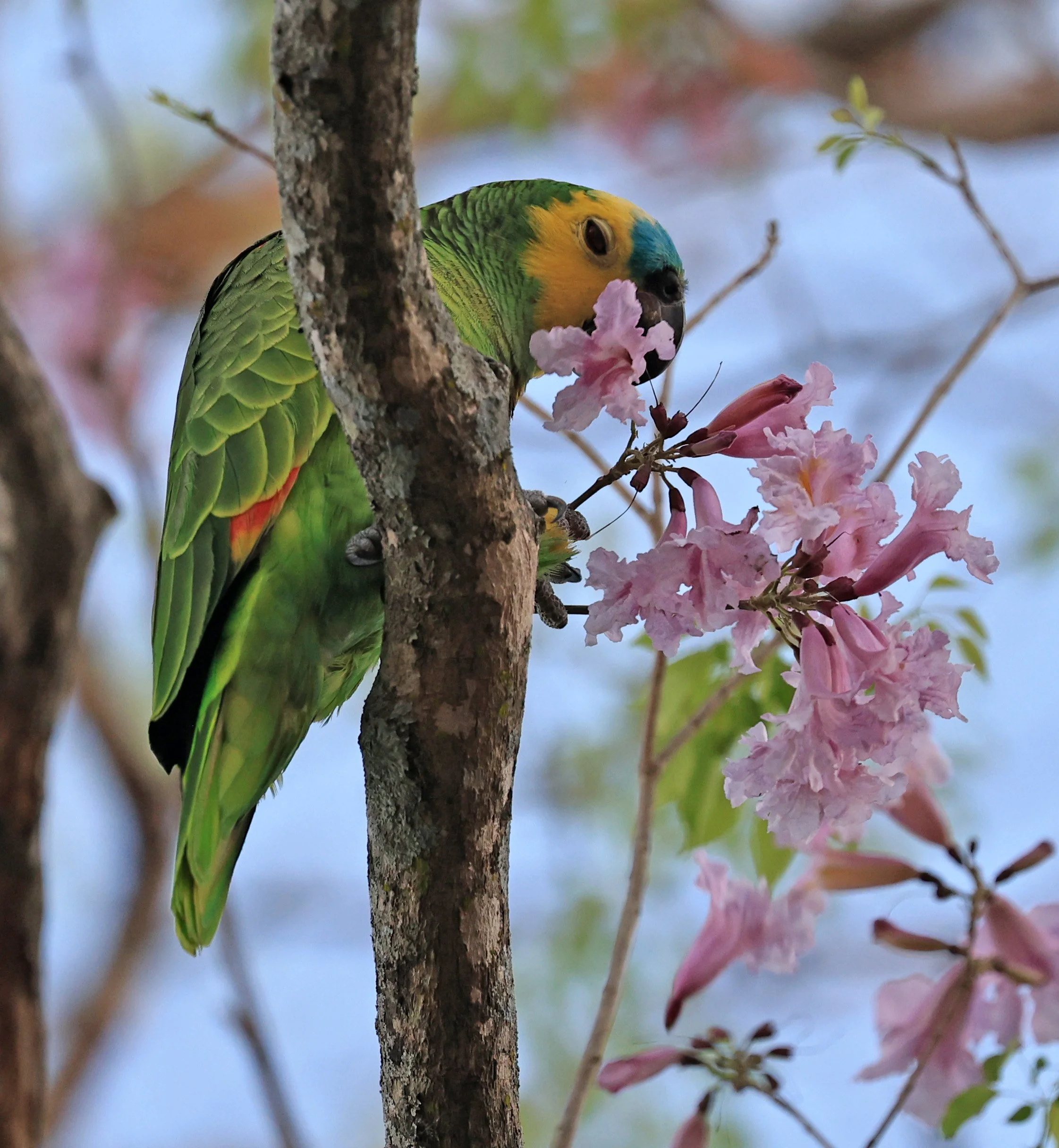 Blue-fronted Amazon (Amazona aestiva) Estancia Campo'í Paraguay (3).jpg