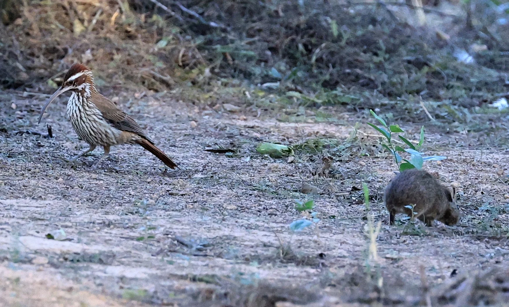 Scimitar-billed Woodcreeper (Drymornis bridgesii) Hotel Iparoma Campestre Paraguay (11).jpg