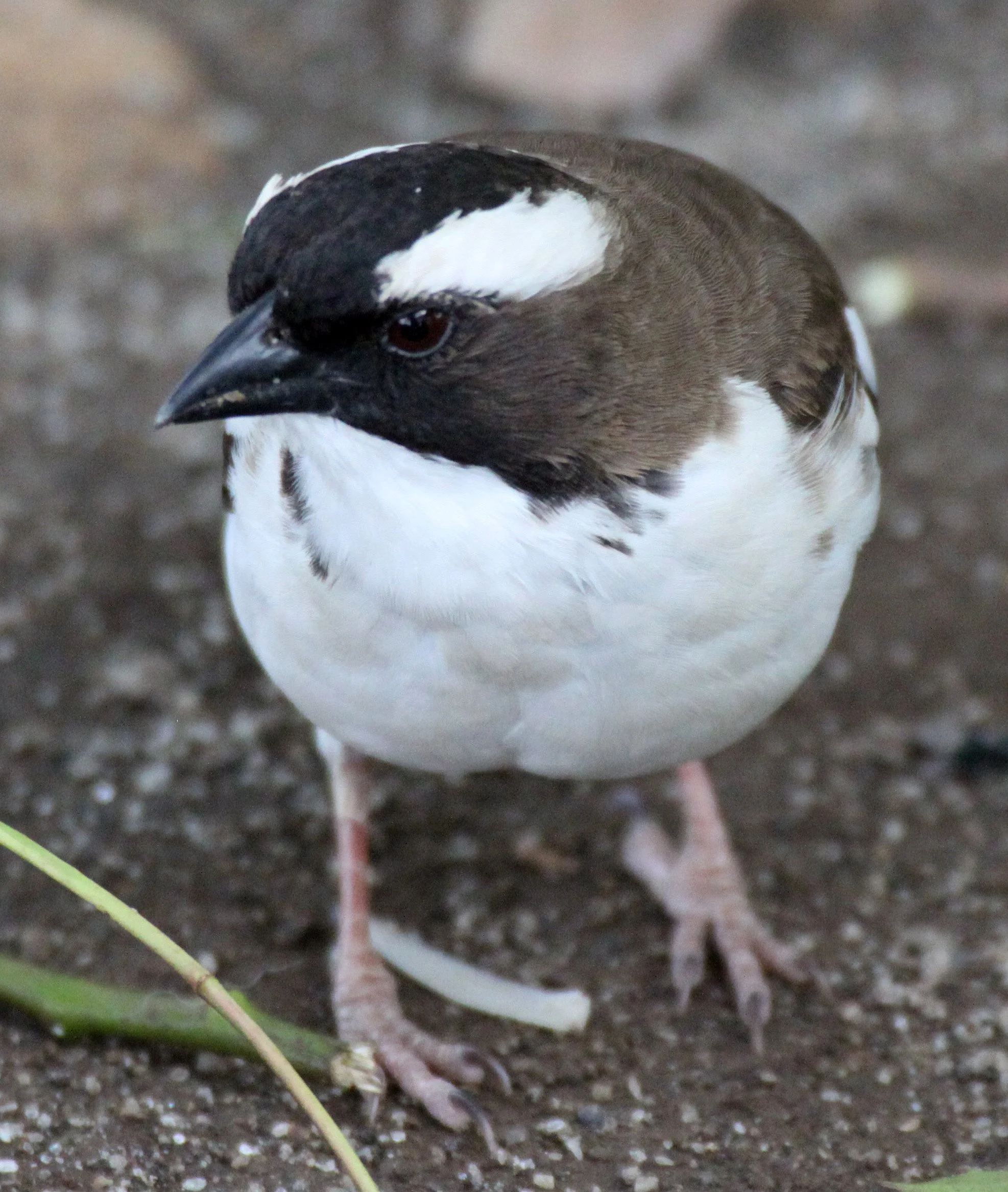White-browed Sparrow-weaver (Plocepasser mahali) Ziway Lake Ethiopia (1).JPG