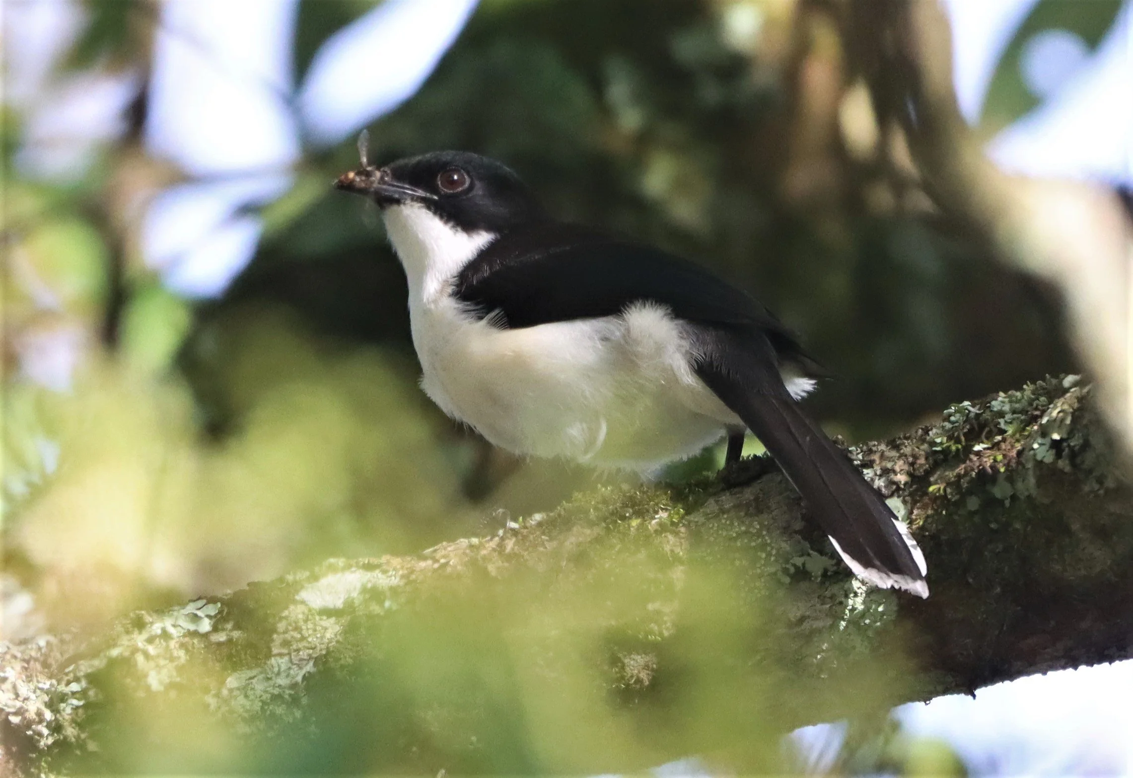 SIBIA - DARK-BACKED SIBIA - Heterophasia melanoleuca - DOI ANG KANG CHIANG MAI (5).jpg