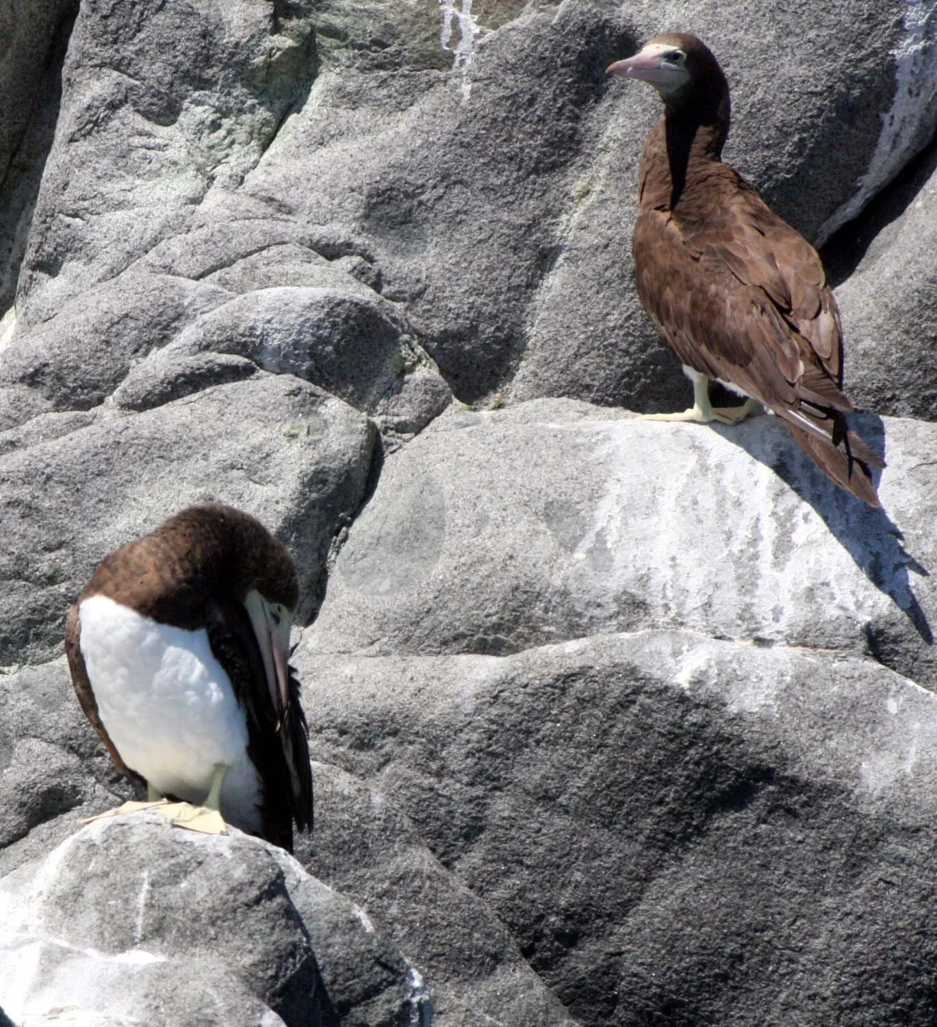Brown Booby (Sula leucogaster) Santa Catalina Island Baja Mexico (14).JPG