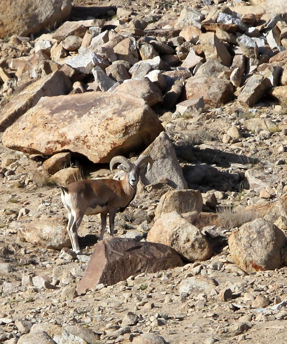 URIAL - LADAKH URIAL - Ovis vignei - HEMIS NATIONAL PARK - LADAKH INDIA - JAMMU & KASHMIR - ULLEY VALLEY (69).JPG