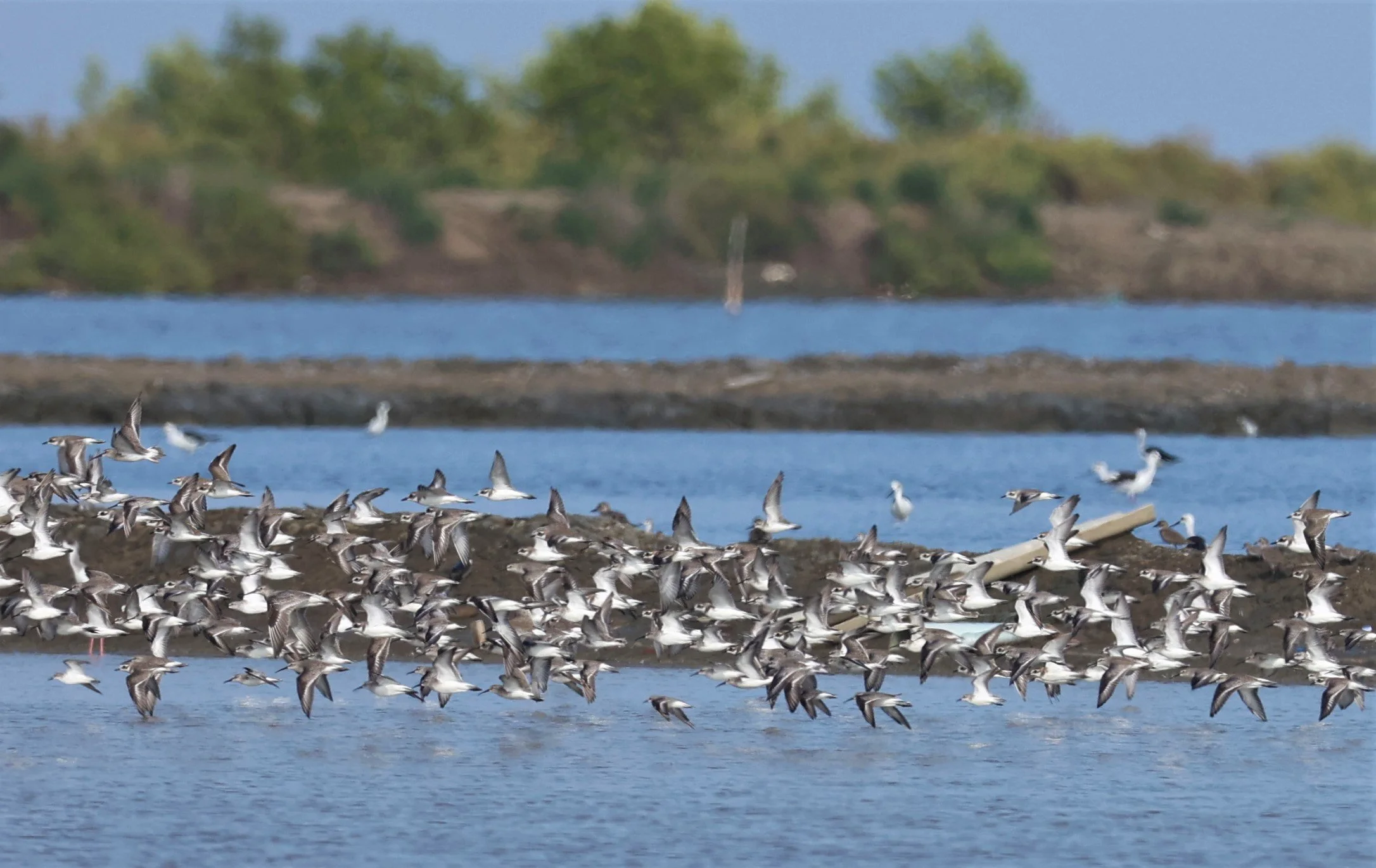 PLOVER - GREATER SAND-PLOVER - Charadrius leschenaultii - LESSER SP, CURLEW, BROADBILL SP PAK THALE OCTOBER 2 (12).jpg