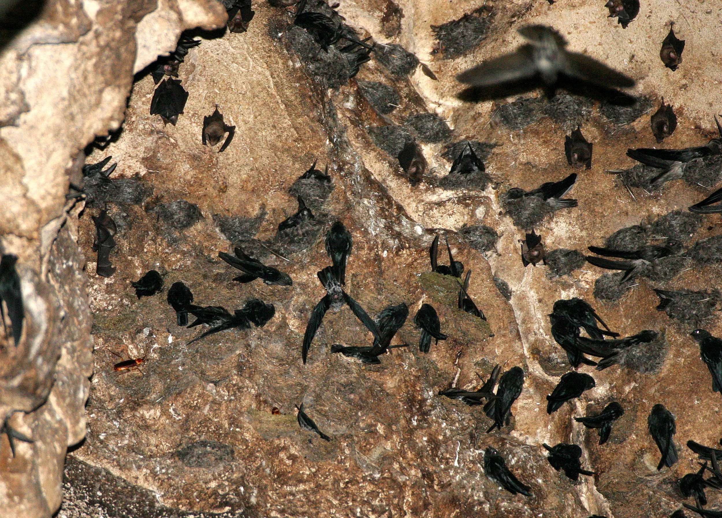 White-nest Swiftlet (Aerodramus fuciphagus) Gamontong Cave Borneo (9).JPG