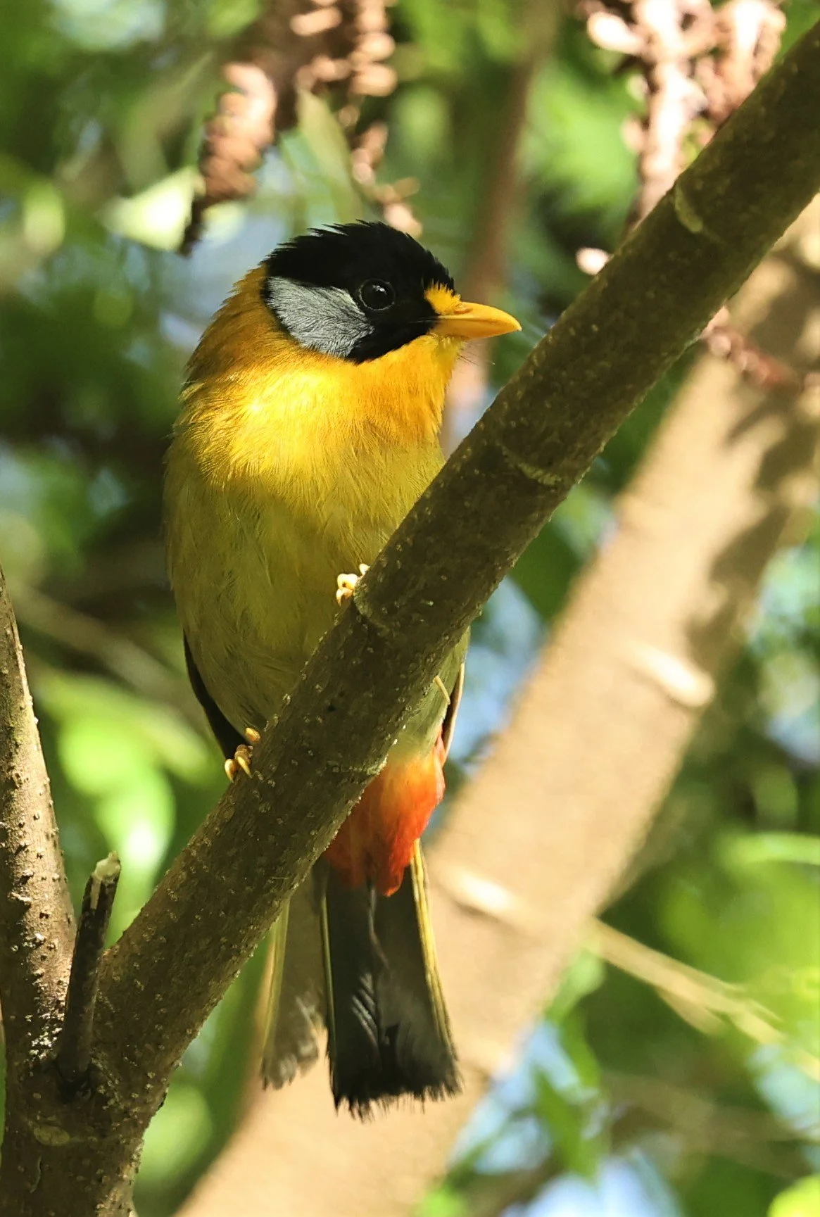 Leiothrix argentauris - SILVER-EARED MESIA - FRASER'S HILL, MALAYSIA JUNE 2022 (29).jpg