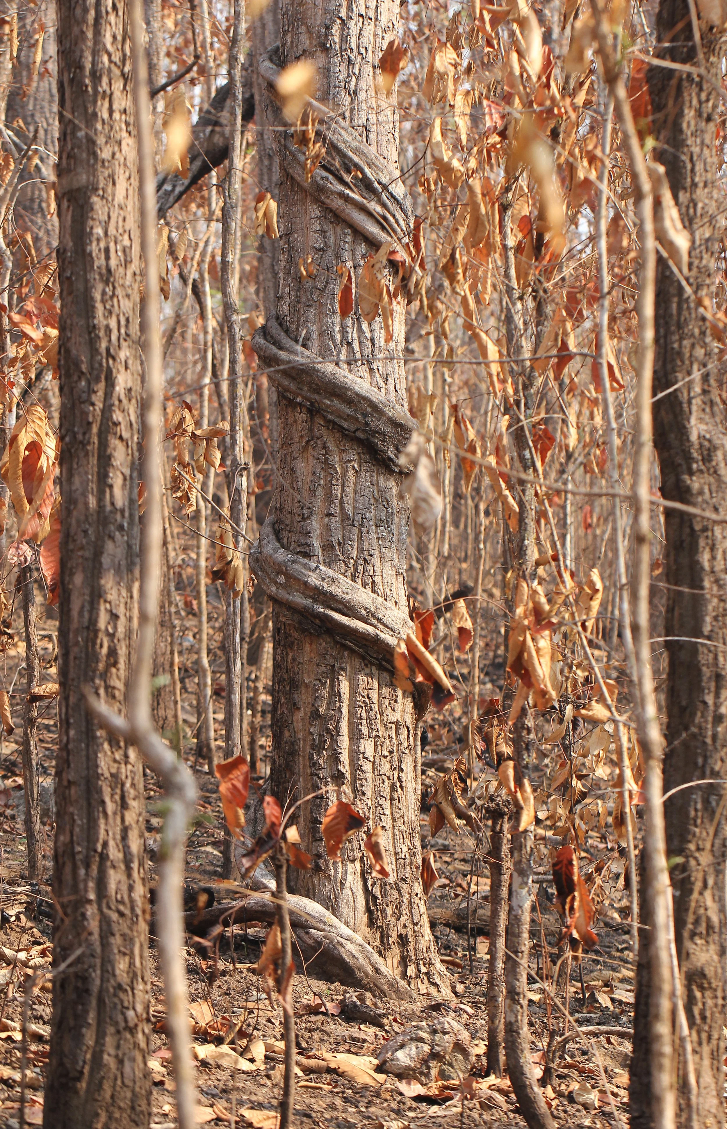 Liana wrapping around a tree in the Dry Deciduous Forest of HKK