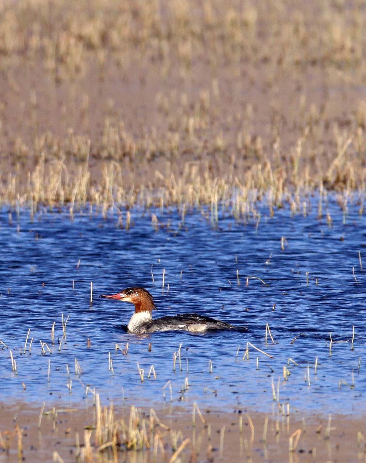 MERGANSER - COMMON MERGANSER (GOOSANDER) - Mergus merganser - NAPAHAI WETLANDS YUNNAN CHINA (2).JPG