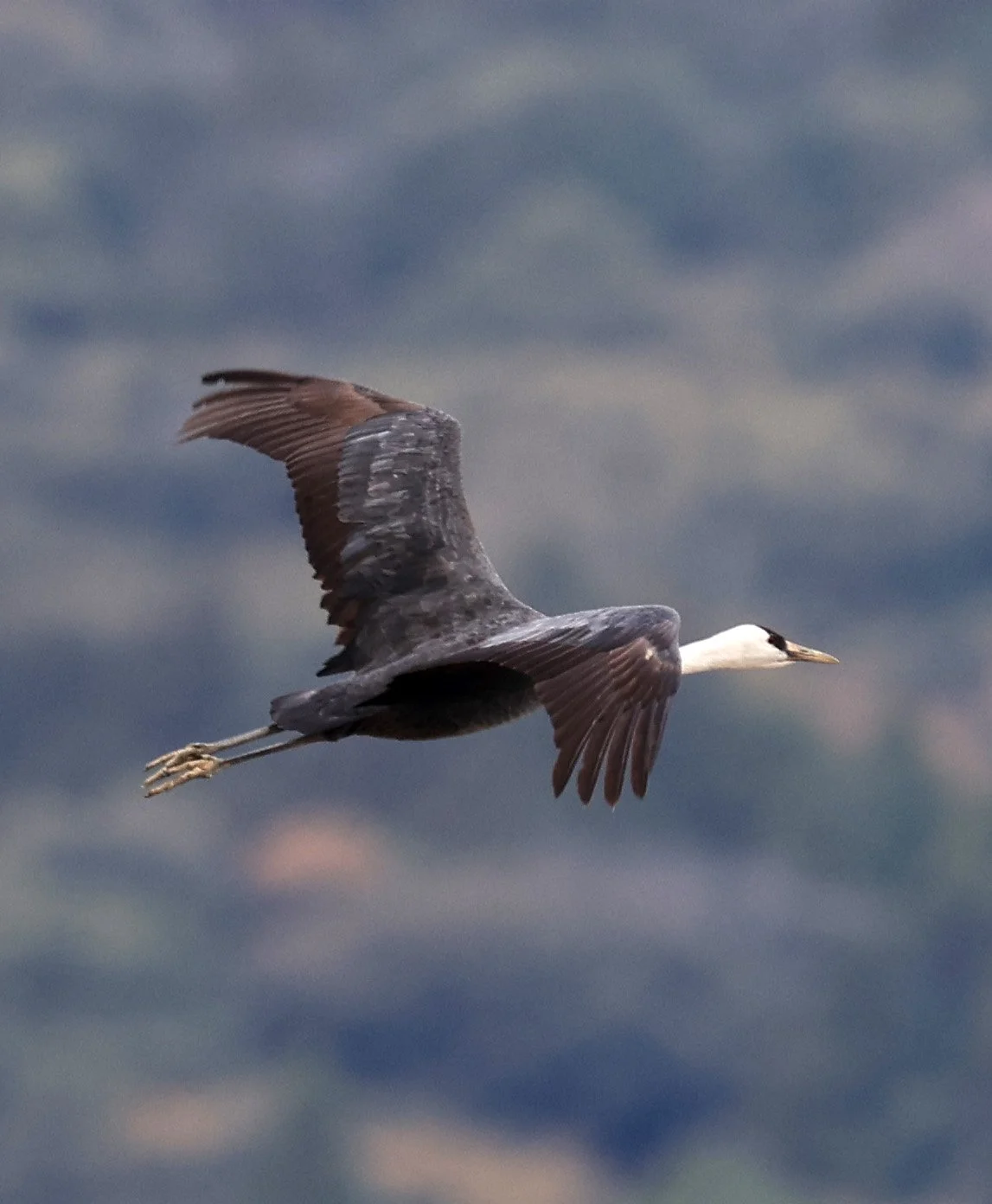 Hooded Crane (Grus monacha) Izumi Crane Park & Center, Izumi Kagoshima Kyushu Japan (190).jpg