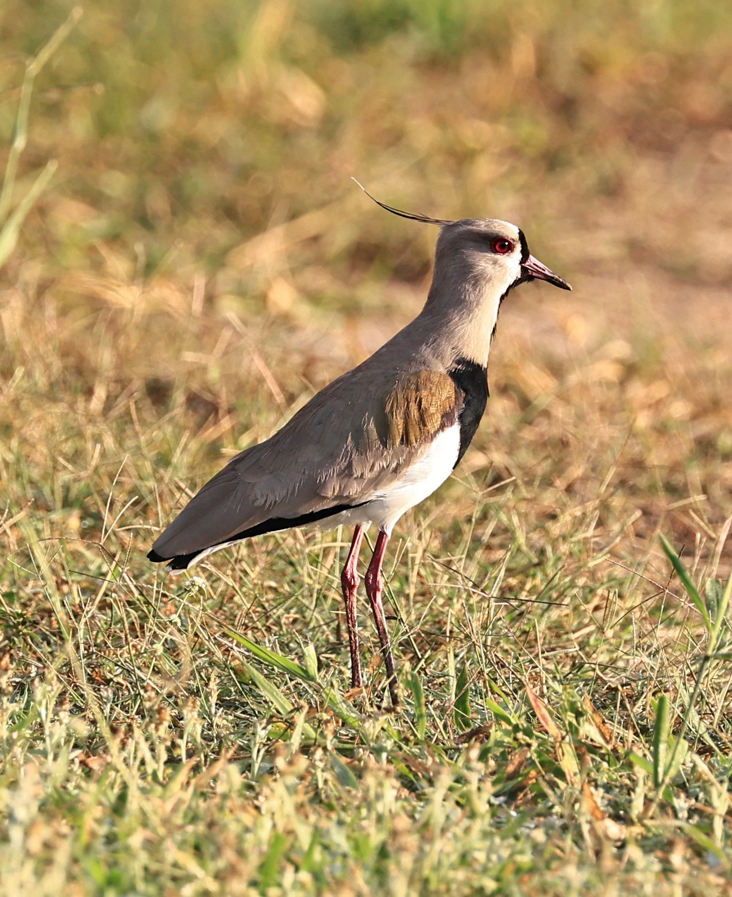 Southern Lapwing (Vanellus chilensis) Aurora Chaquena Reserve, Neuland Mennonite Colony Paraguay (2).jpg