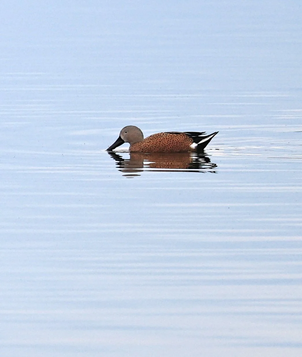 Red Shoveler (Spatula platalea) Lagunas del Ornitólogo, Trelew Argentina (1).jpg