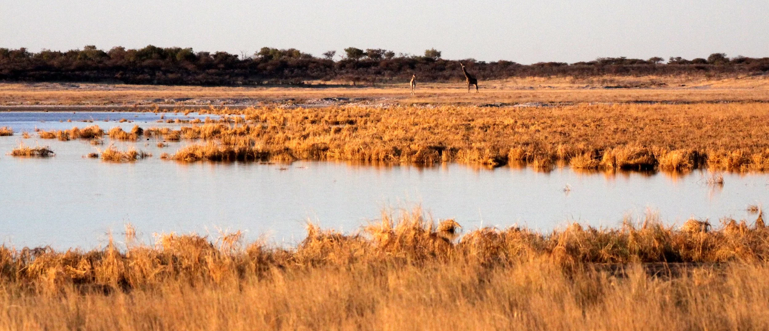 ETOSHA NATIONAL PARK NAMIBIA - WETLAND ON PAN.JPG