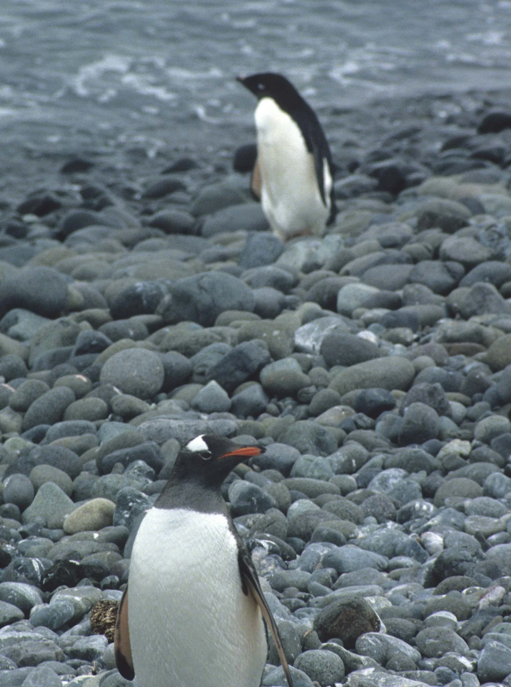 Gentoo Penguin (Pygoscelis papua) Antarctic Peninsula scanned slides 1996 (10).jpg