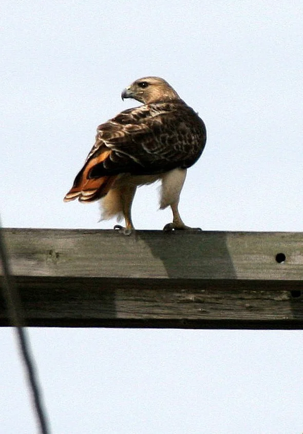 Buteo jamaicensis - RED-TAILED HAWK - WHEATON ILLINOIS (2).JPG