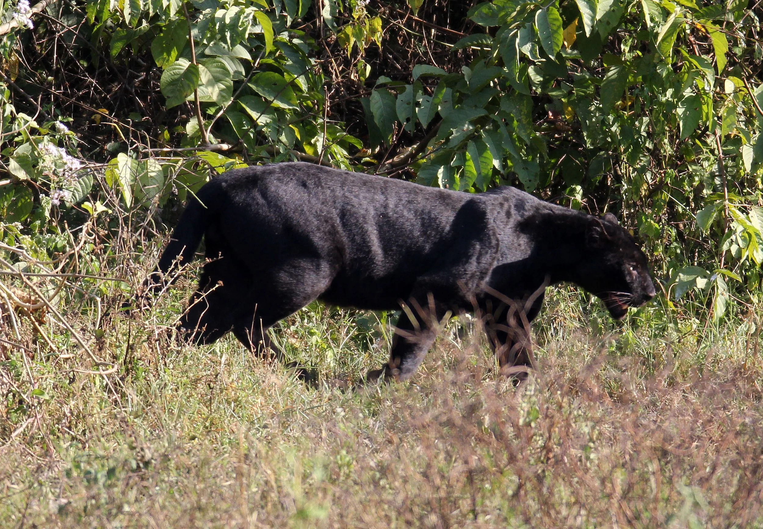 Panthera pardus delacouri - INDOCHINESE LEOPARD - MELANISTIC FORM - HUAI KHA KHAENG - KAPOK KAPIEN STATION & MINERAL LICK - THAI (86).JPG