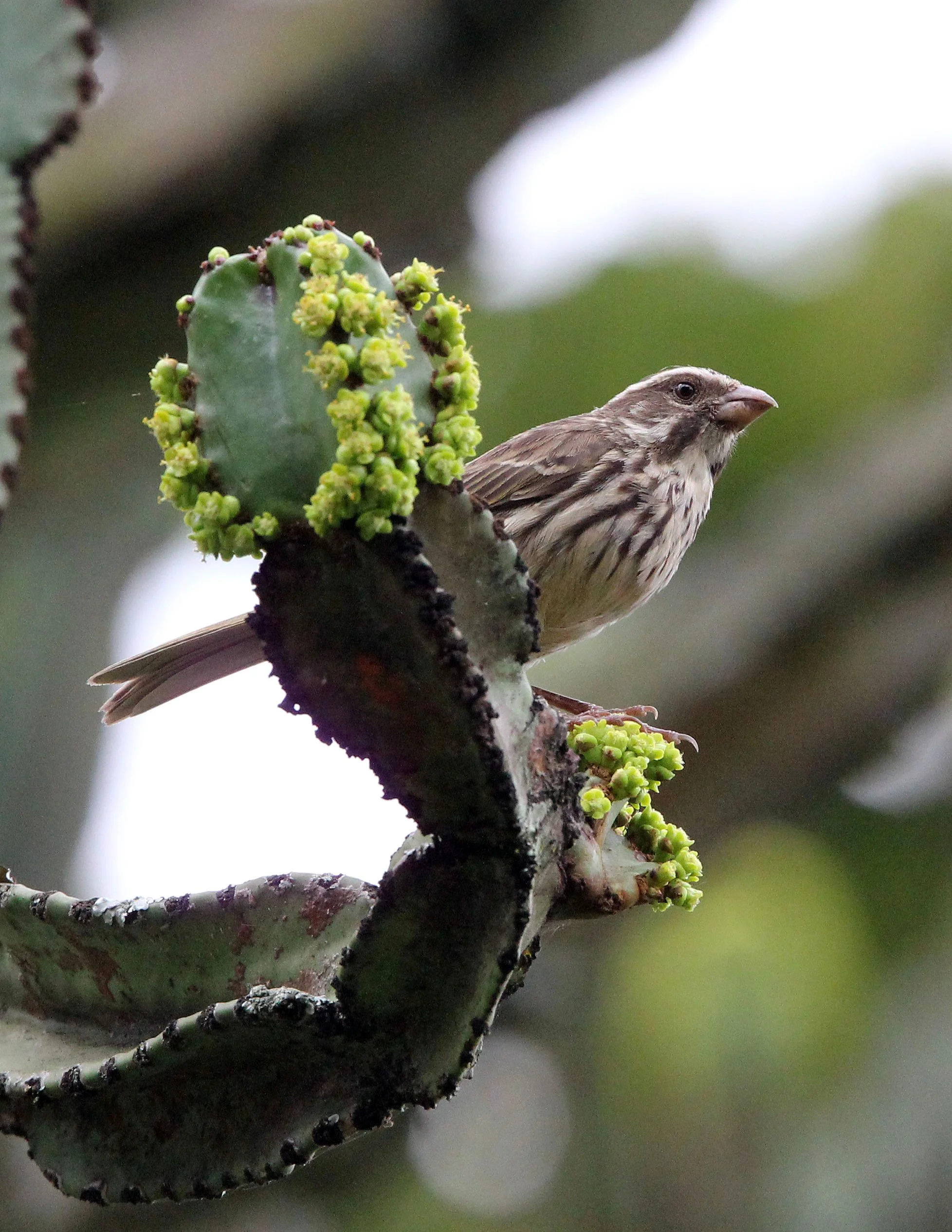 Streaky Seedeater (Crithagra striolata) Ruhengeri Rwanda (1).JPG