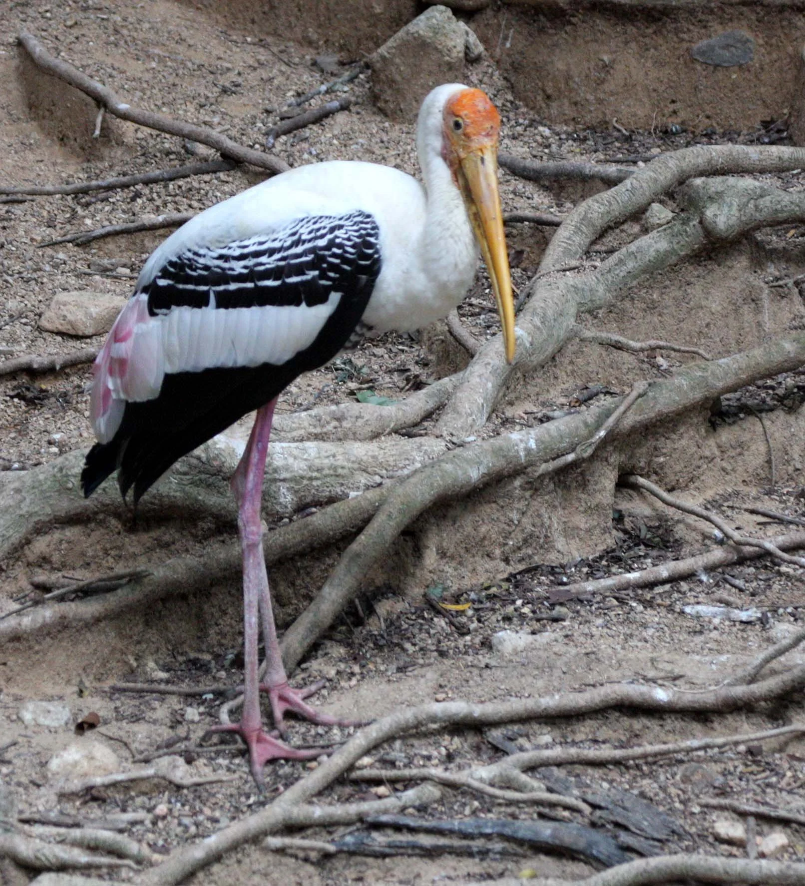 STORK - PAINTED STORK - Mycteria leucocephala - CHIANG MAI ZOO THAILAND (8).JPG