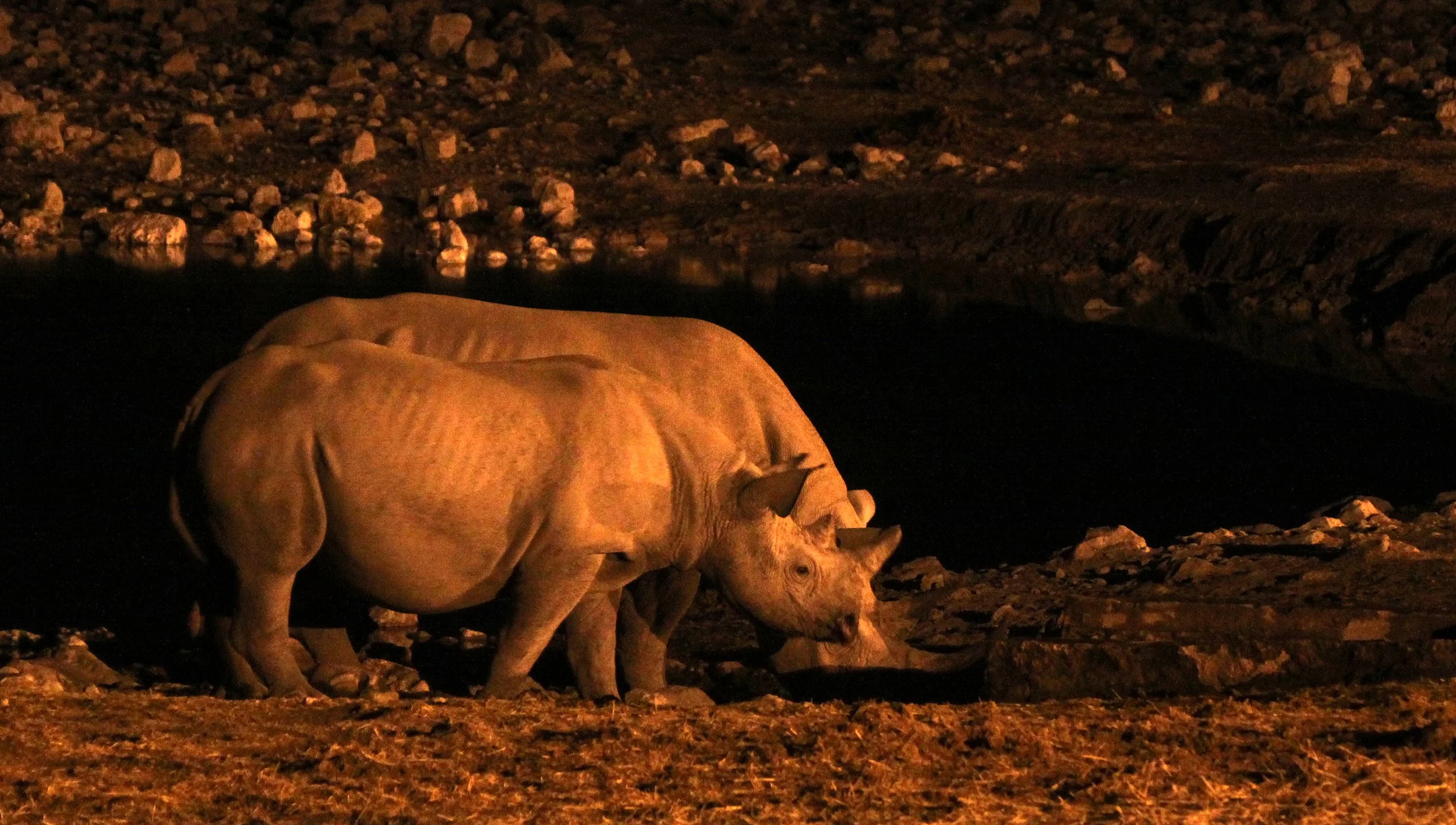 Diceros bicornis occidentalis - SOUTH-WESTERN BLACK RHINO - ETOSHA NATIONAL PARK NAMIBIA (30).JPG