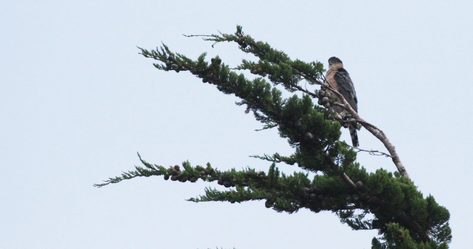 Accipiter cooperii - COOPERS HAWK - SEQUIM PRAIRIE (18).JPG