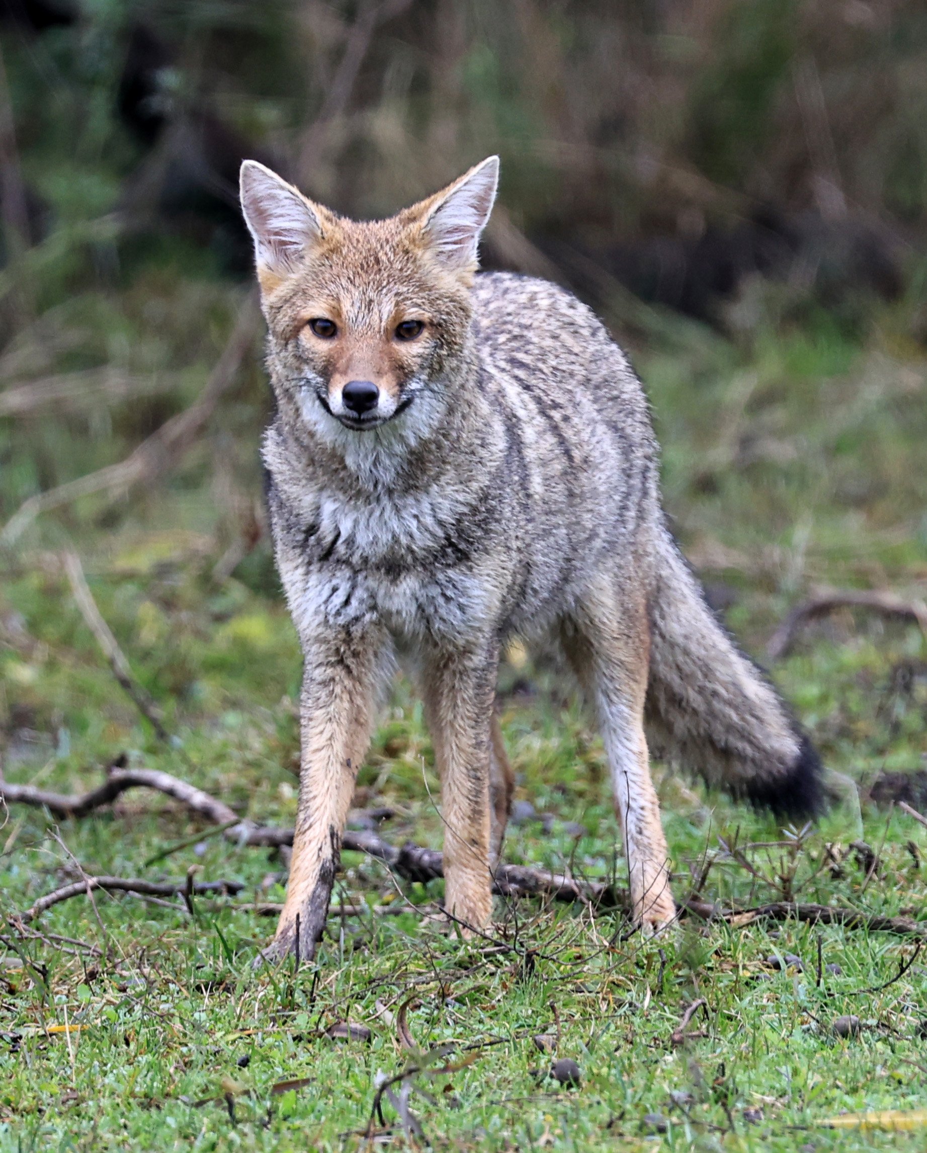 Pampas Fox (Lycalopex gymnocercus) El Palmar National Park, Entre Rios, Argentina day 2 (6).jpg