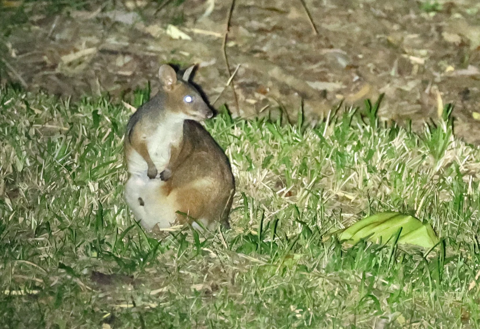 Red-legged Pademelon (Thylogale stigmatica) Cairnes Botanic Gardens - Queensland