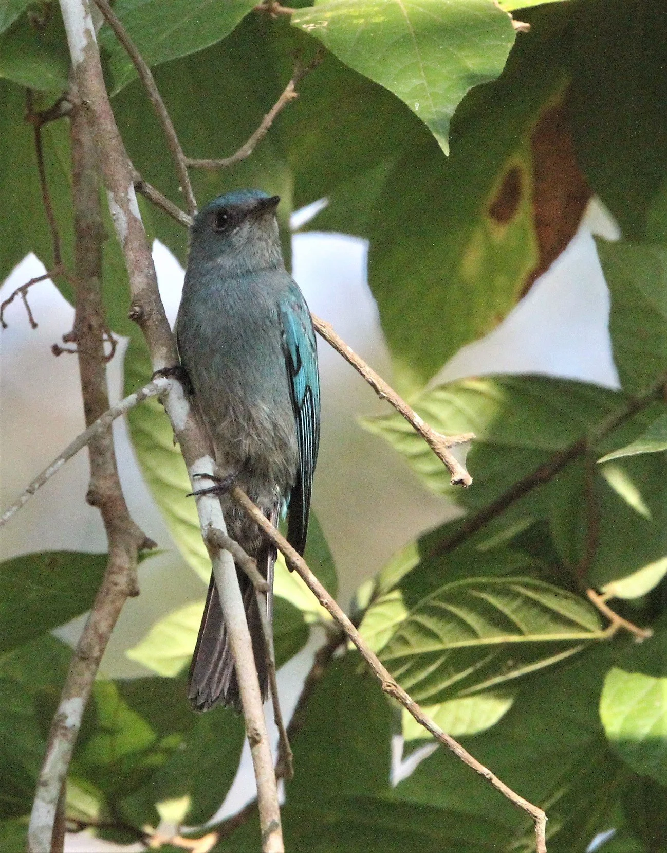 FLYCATCHER - VERDITER FLYCATCHER - Eumyias thalassina - KAENG KRACHAN NP THAILAND (3).jpg